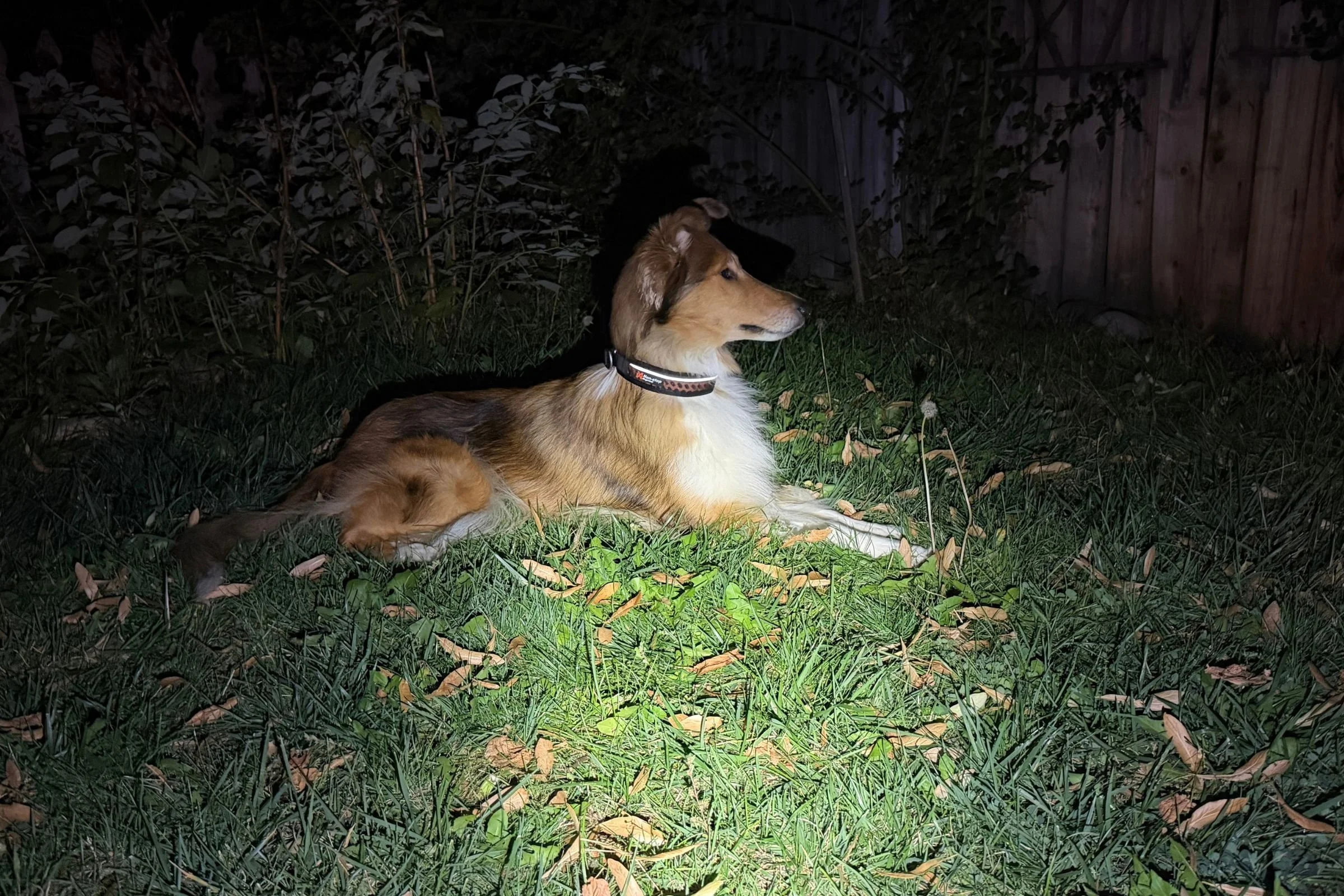 Dog wearing the Non-stop dogwear Rock Collar 3.0