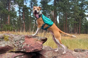 Hiking with Dogs: A Complete Guide to Safe and Fun Trail Adventures