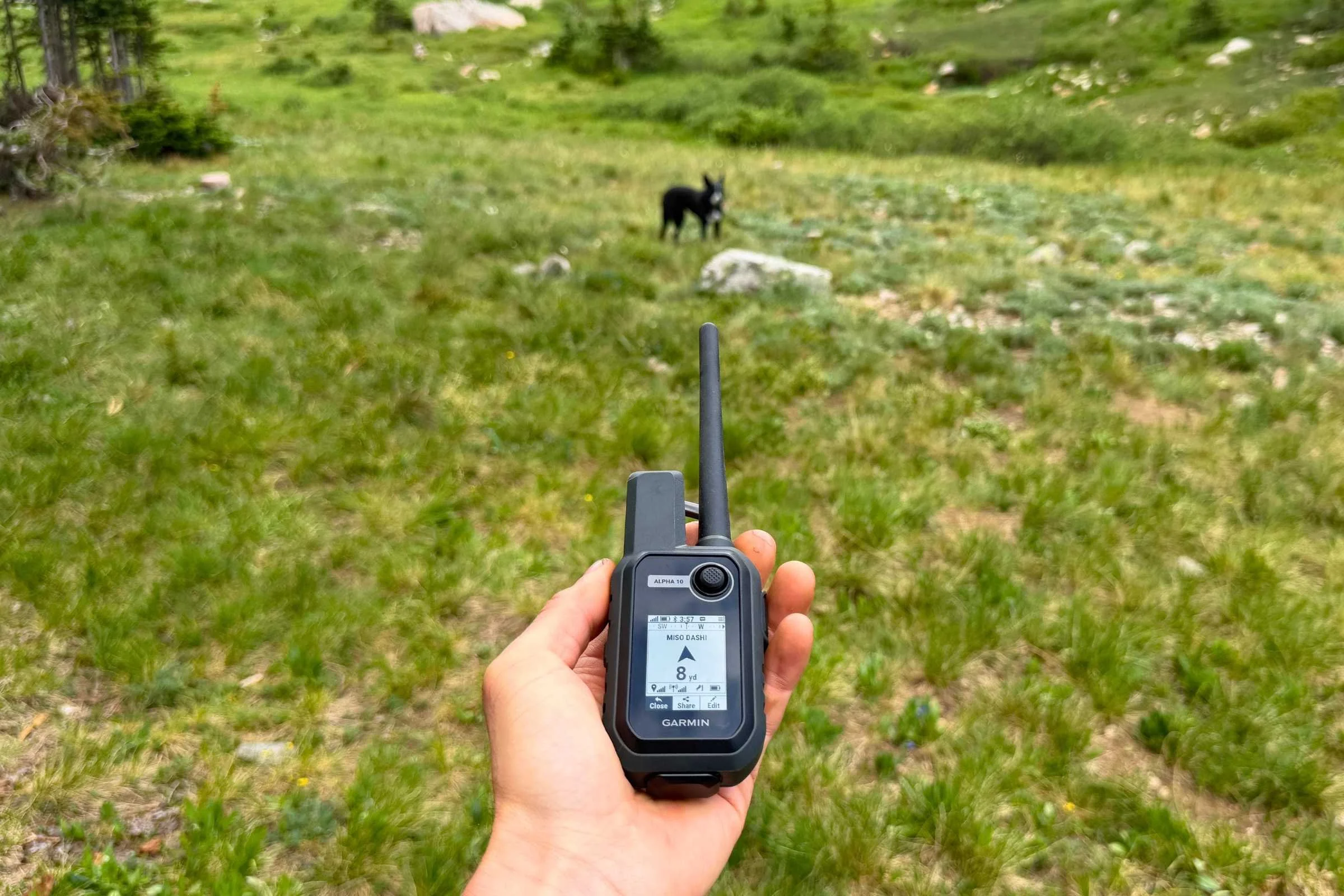 Garmin handheld showing that dog is 8 yards away, while dog is in the distance.