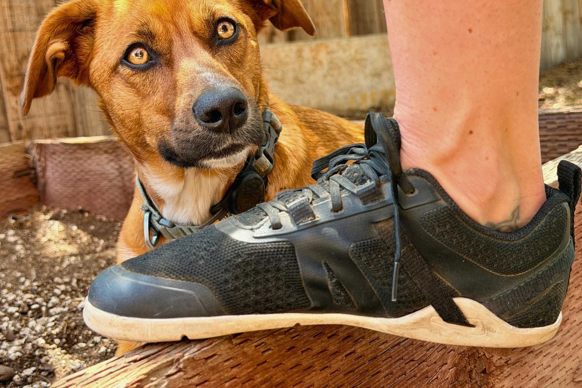 The ability to flex downward is uncommon, but the Xero Prio Neo can do it. Pictured here with a curious dog in the background. Photo courtesy Maggie Nichols