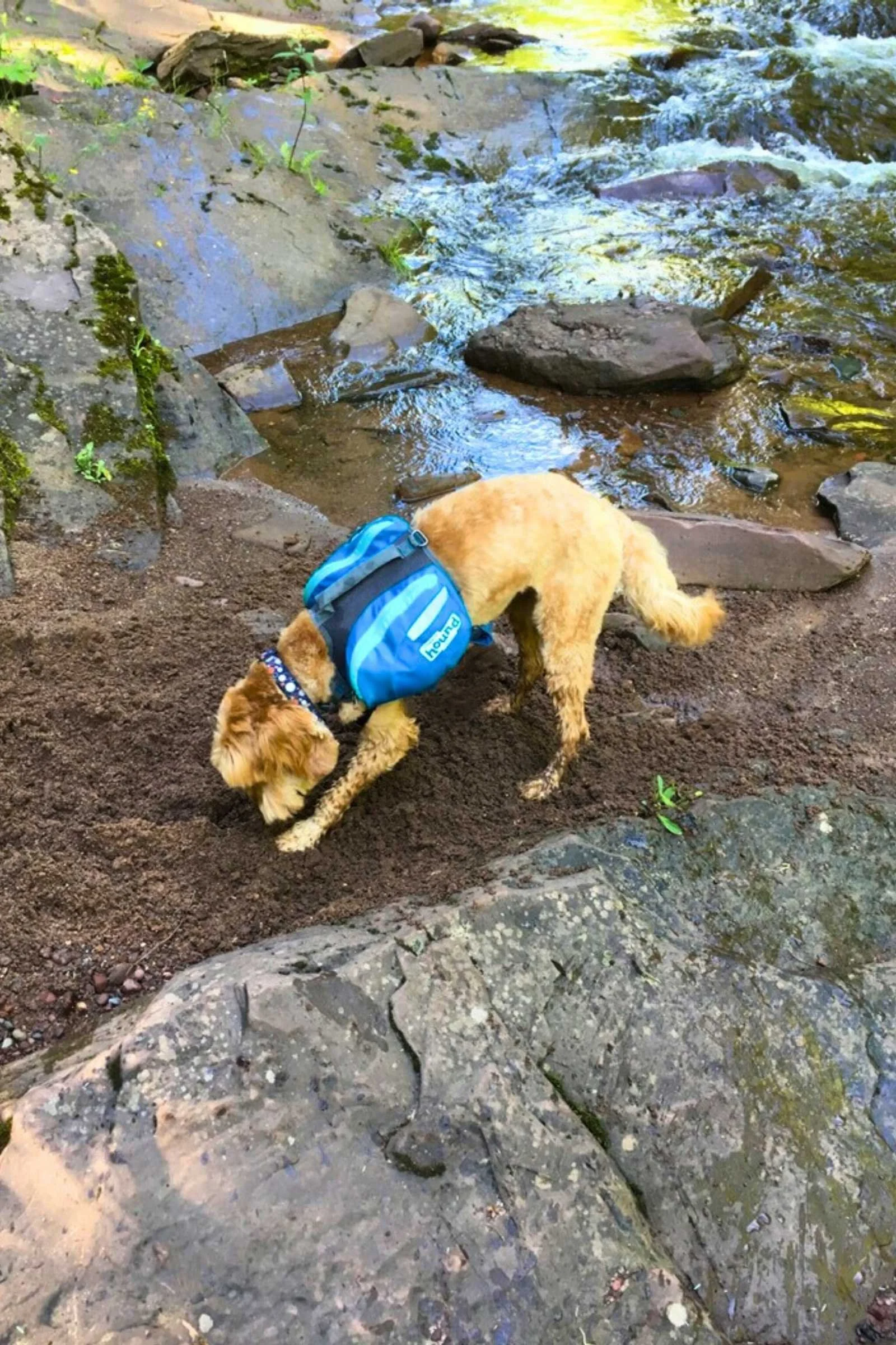 Kelvin’s Outward Hound backpack met all of the criteria on our list and was a contender for best urban dog pack