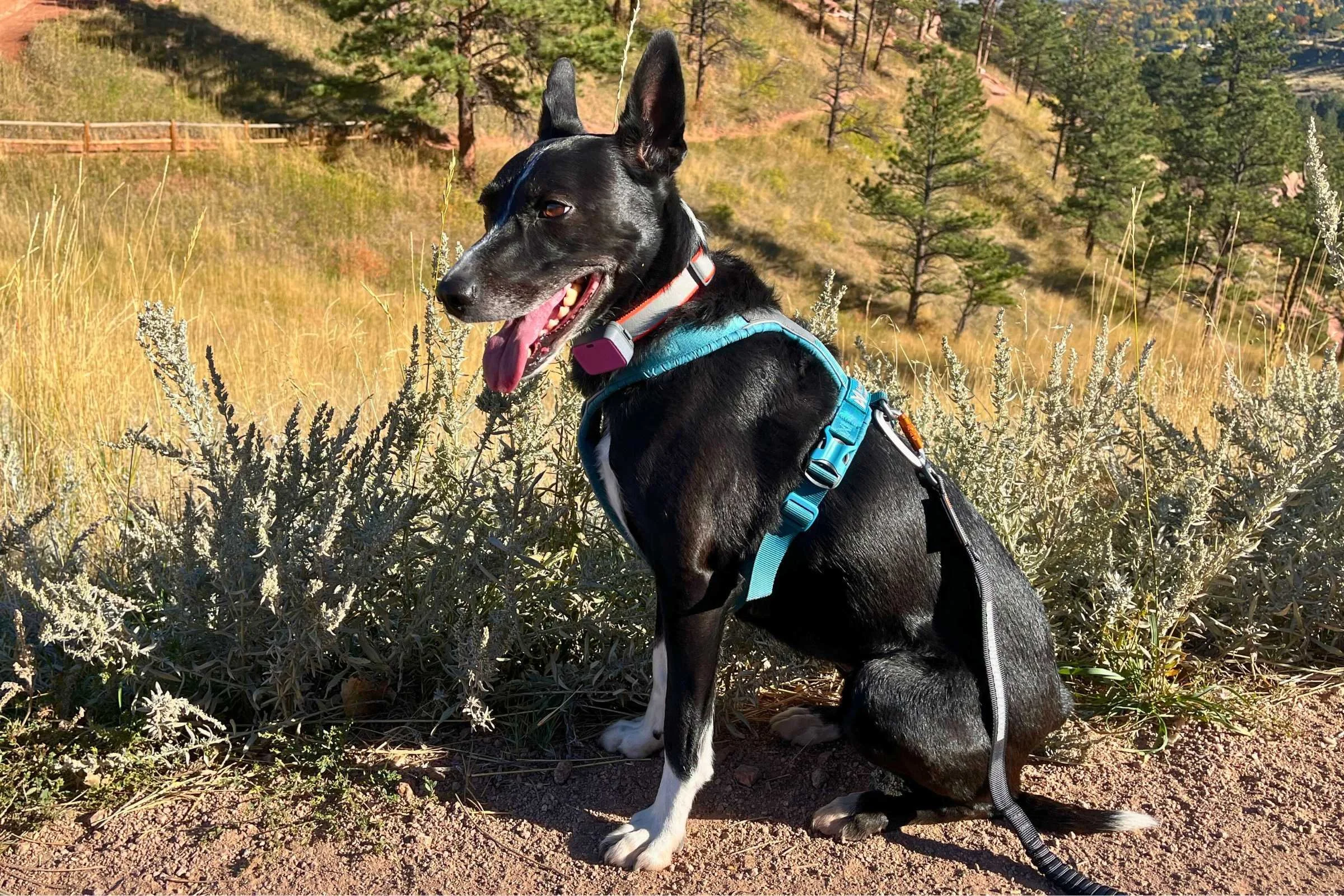 Dog wearing well-fitted harness during outdoor walk