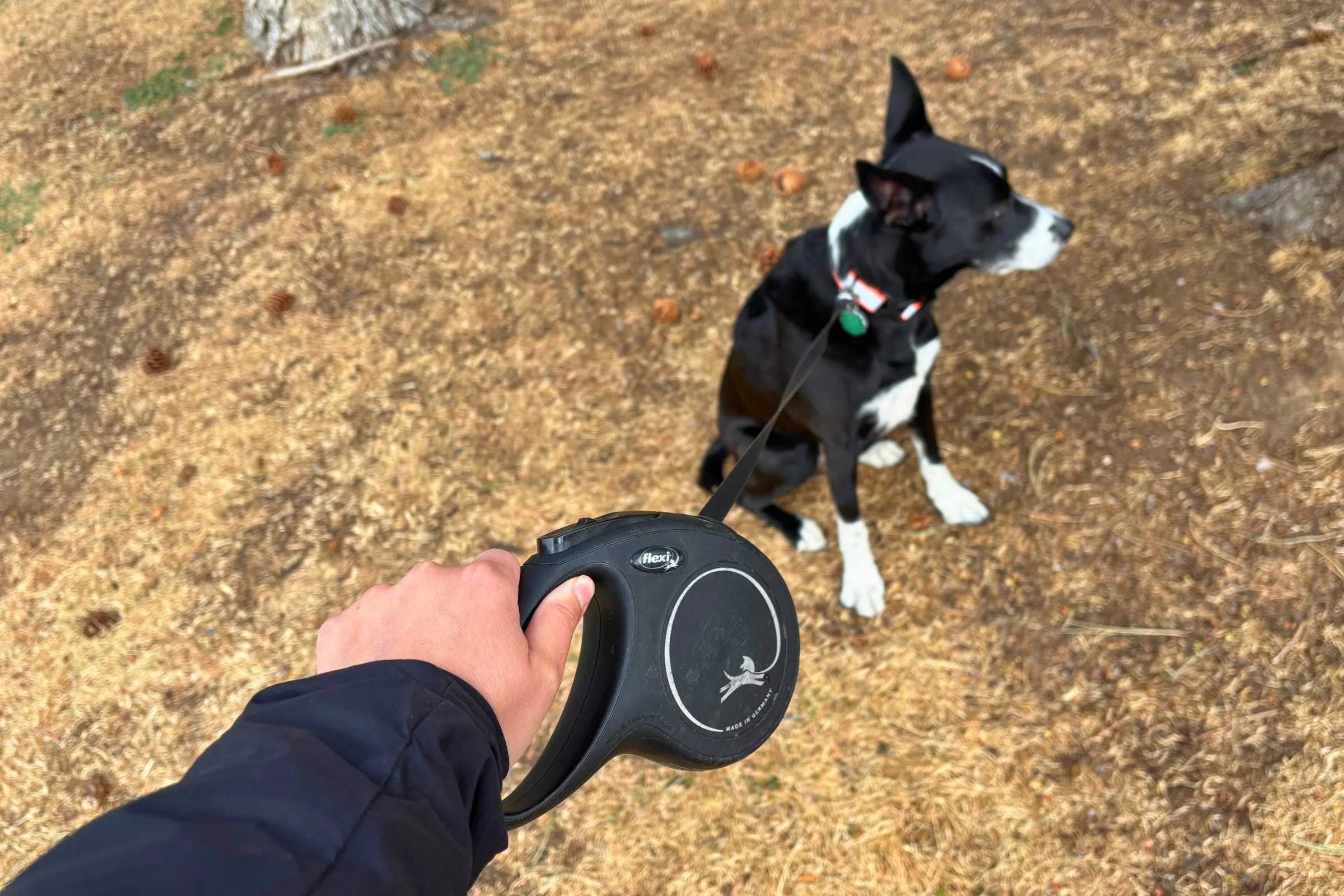 Retractable dog leash extended during walk