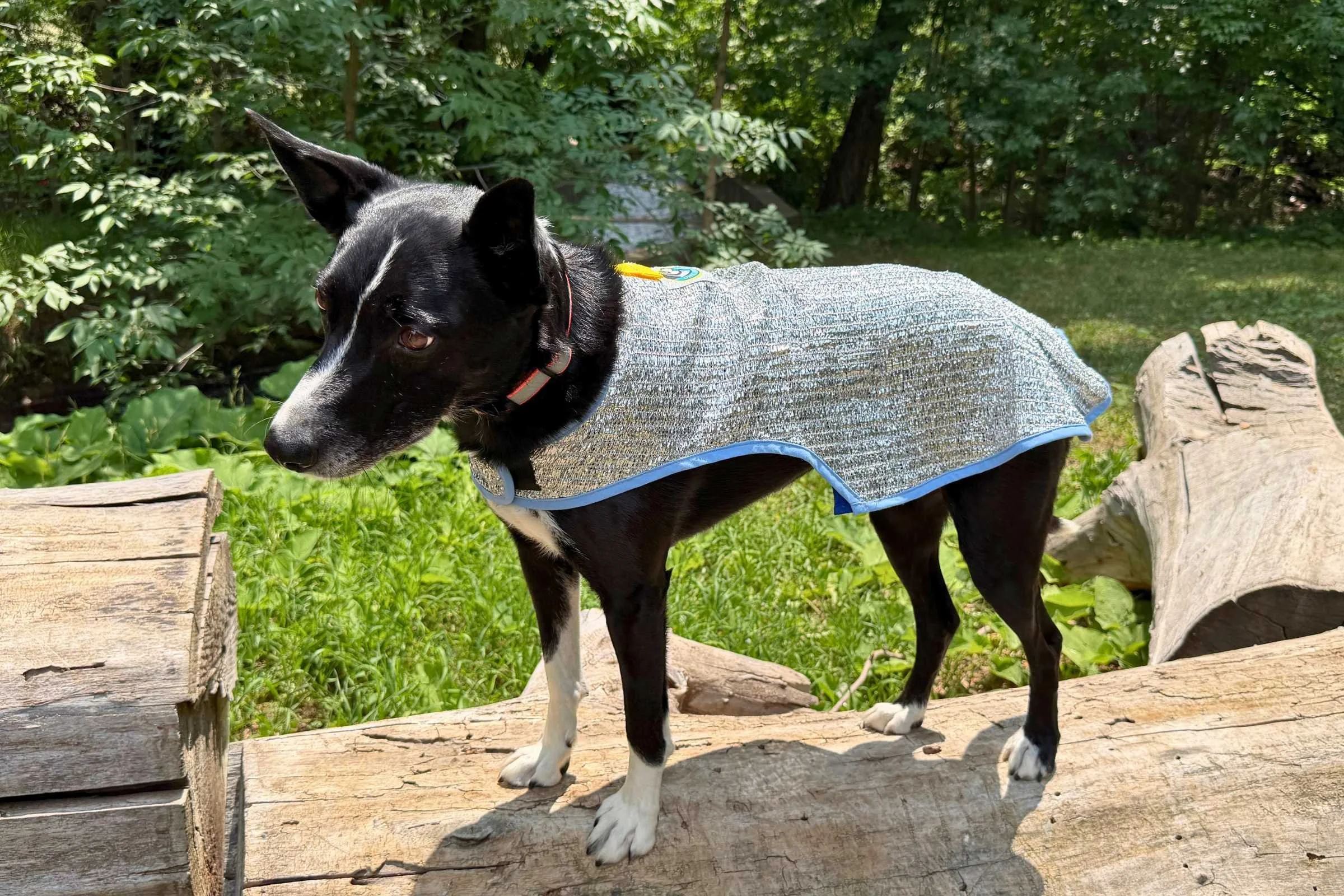 dog wearing Chillybuddy Canine Cooling Jacket