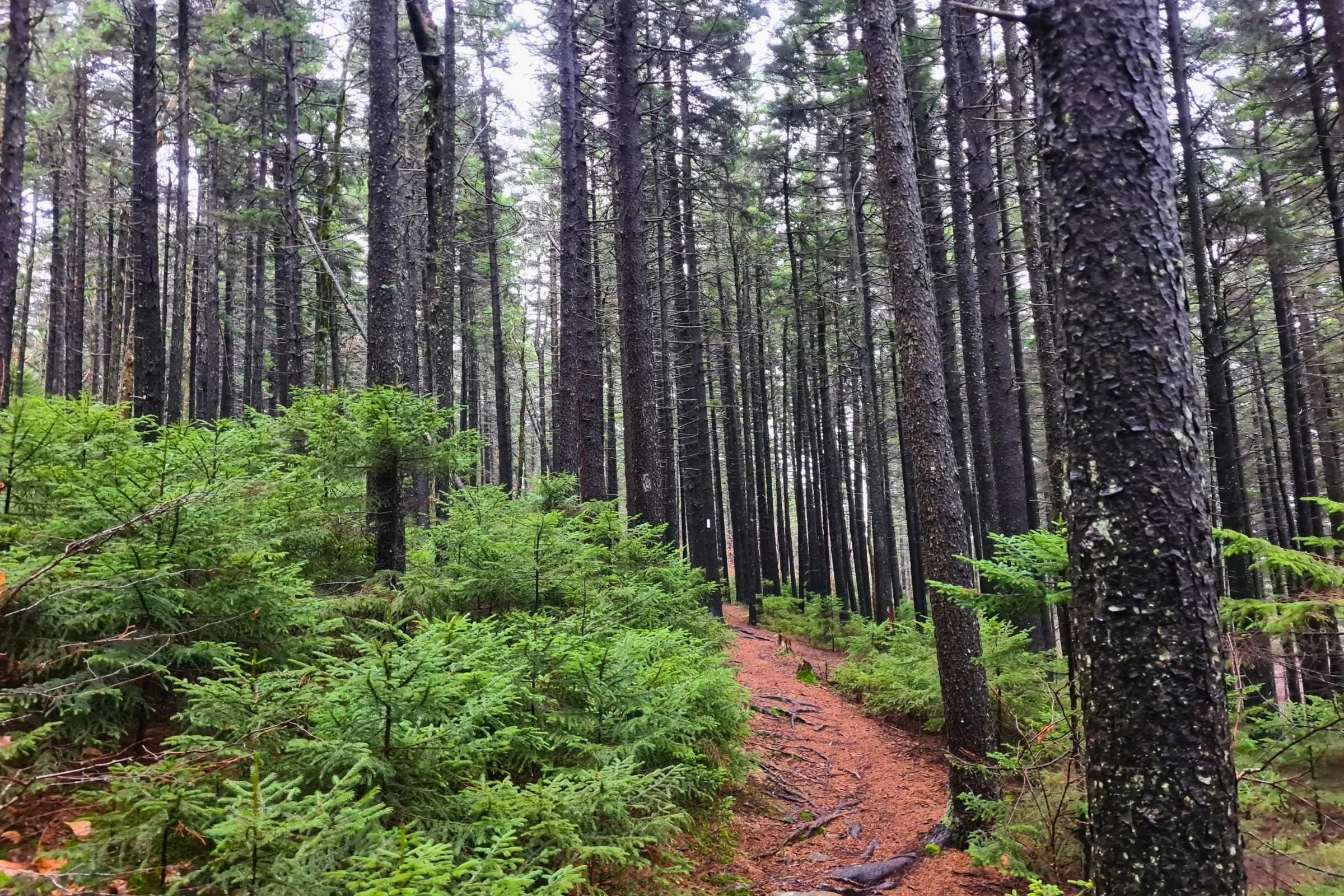 White blazes lead the way through the forest. Photo by Aubri Drake.