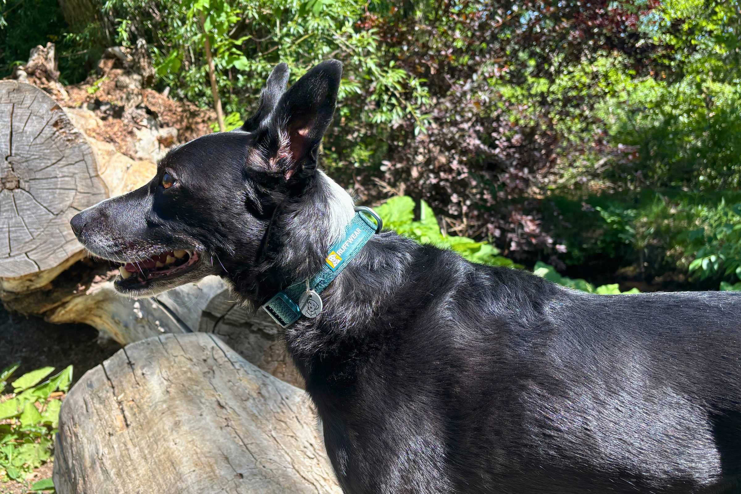 Dog wearing a flexible knit collar