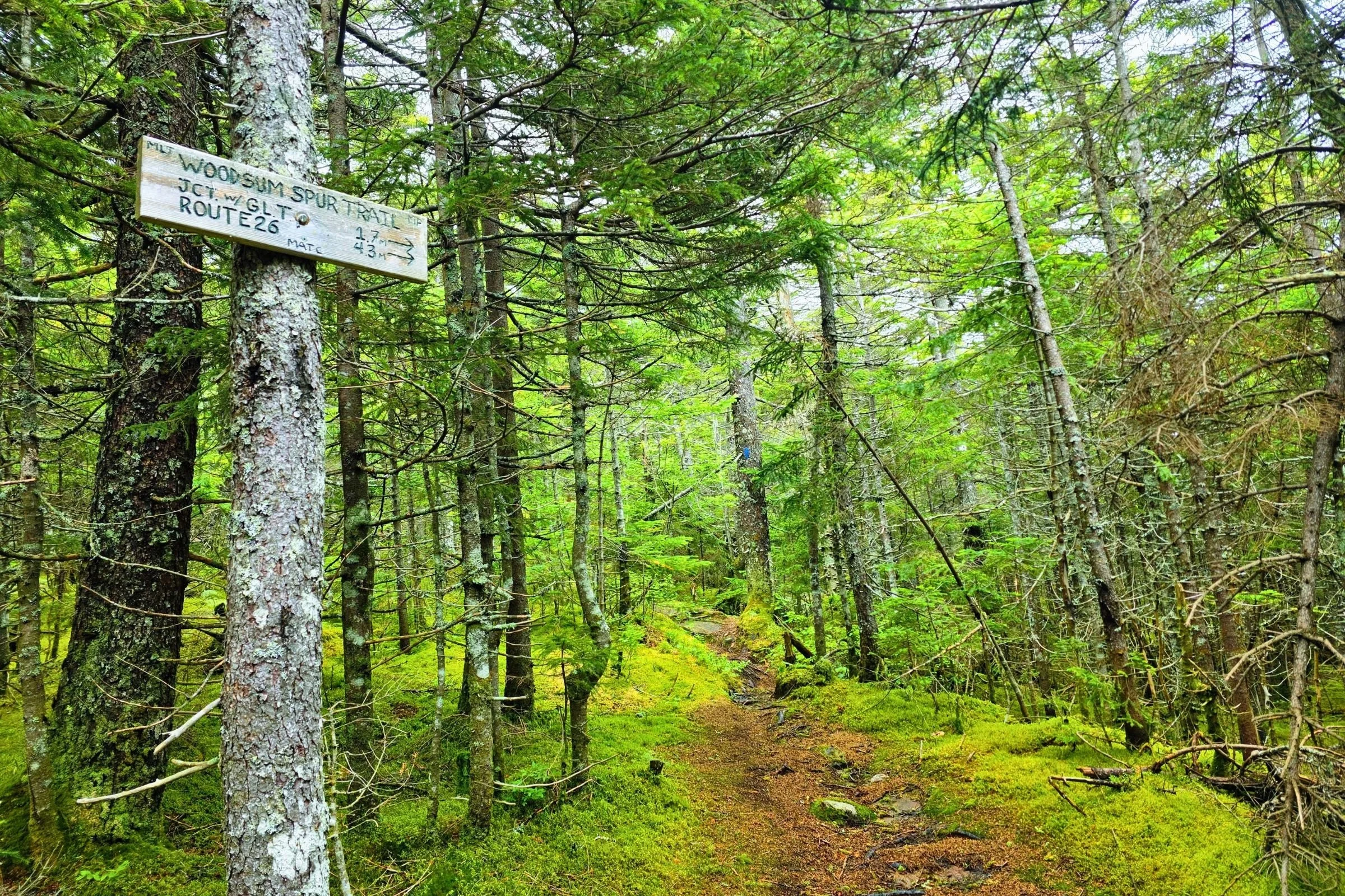 Endless views are nice, but there’s also something magical about soft, spongy moss trails at the top of a mountain safely tucked in amongst the trees. Photo by Aubri Drake.