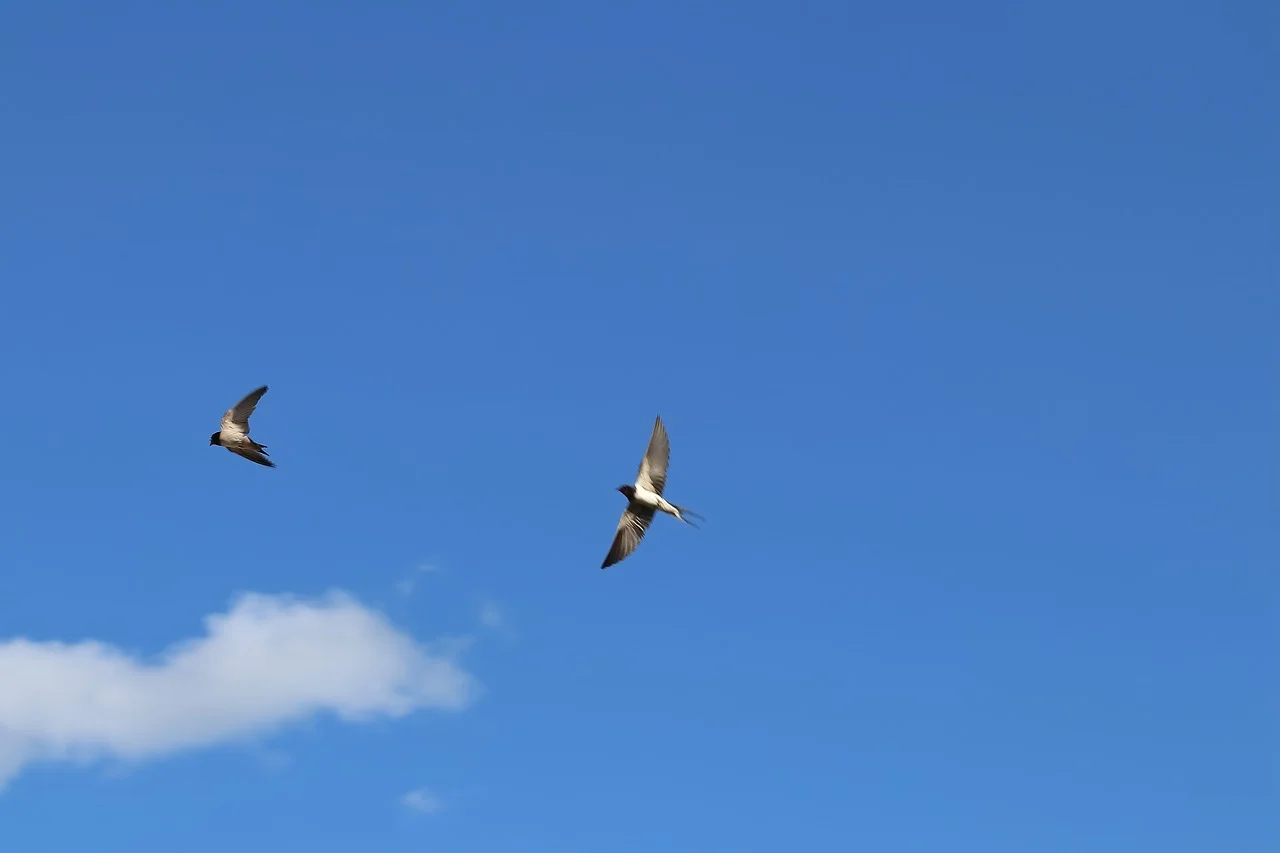 sparrows-2555418_1280.jpg