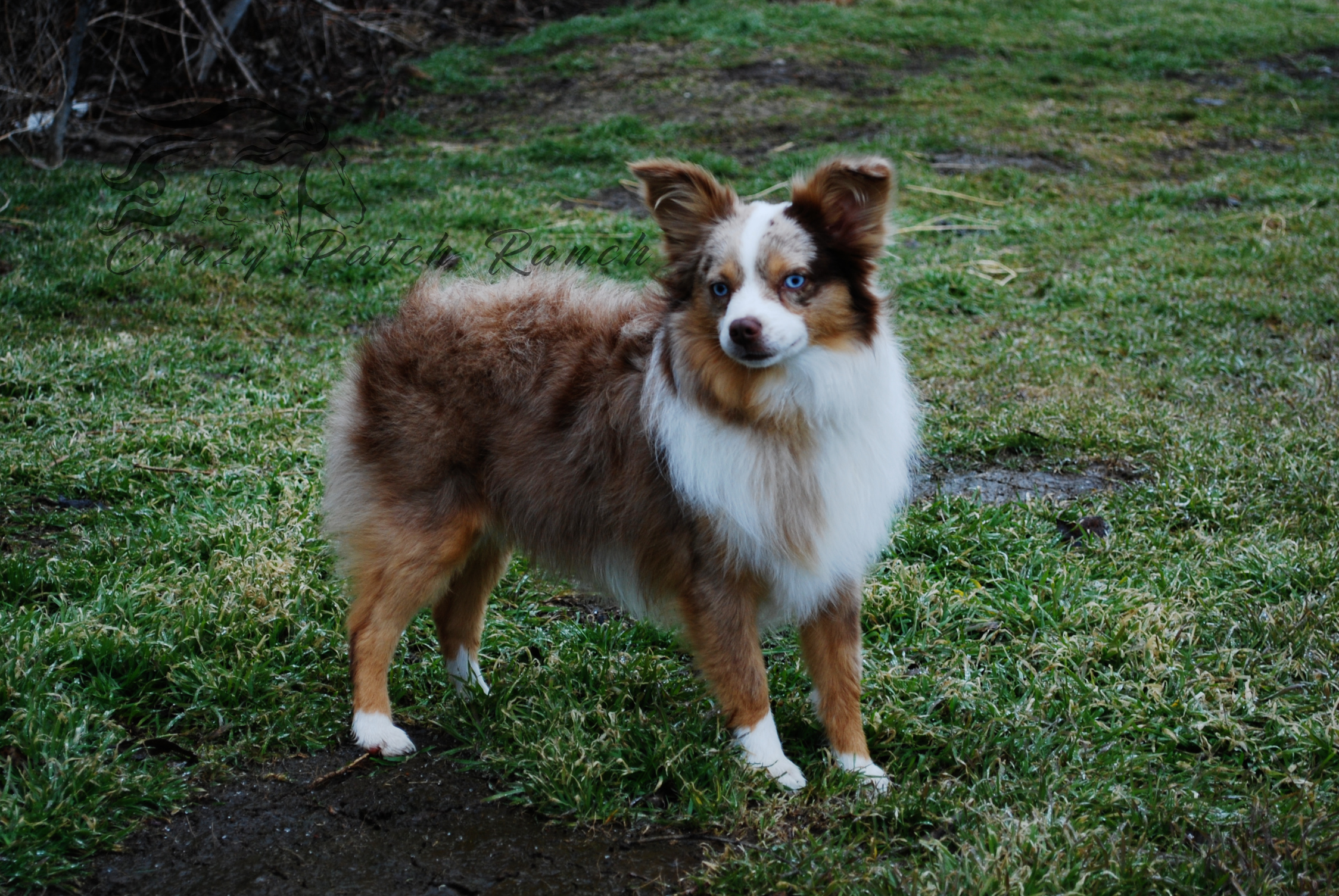 Razz5_CrazyPatchRanch.JPG