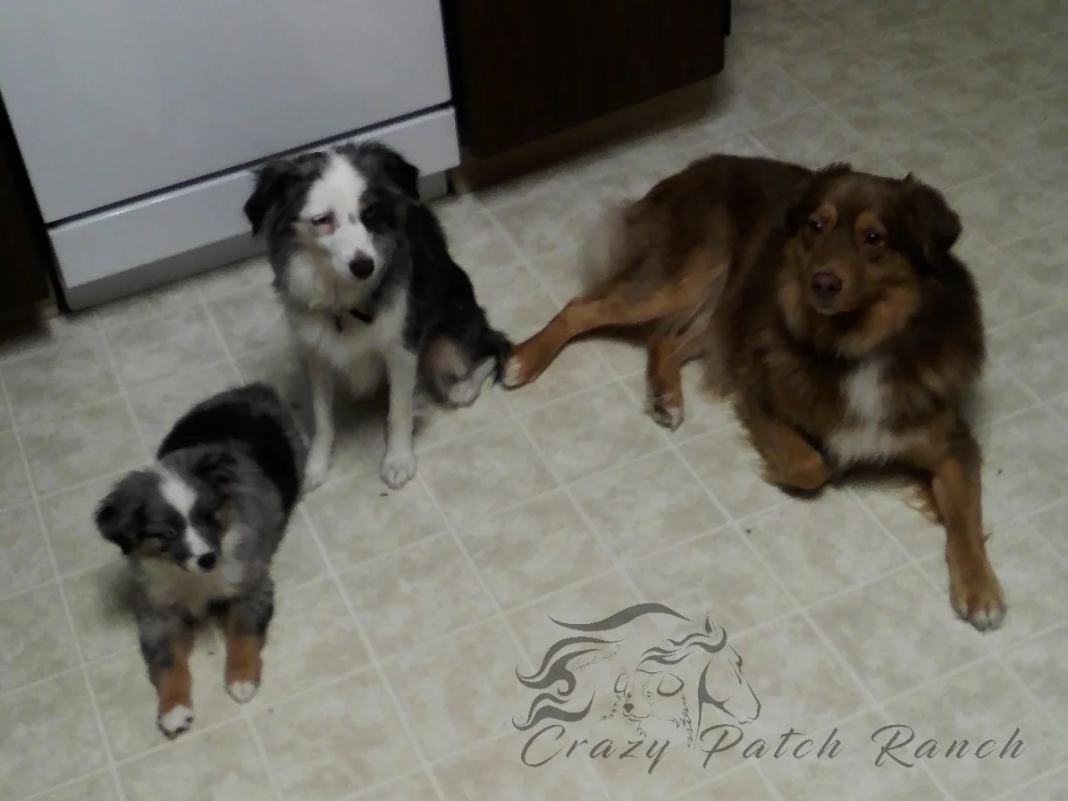 Bronson as a puppy with his mother &amp; father