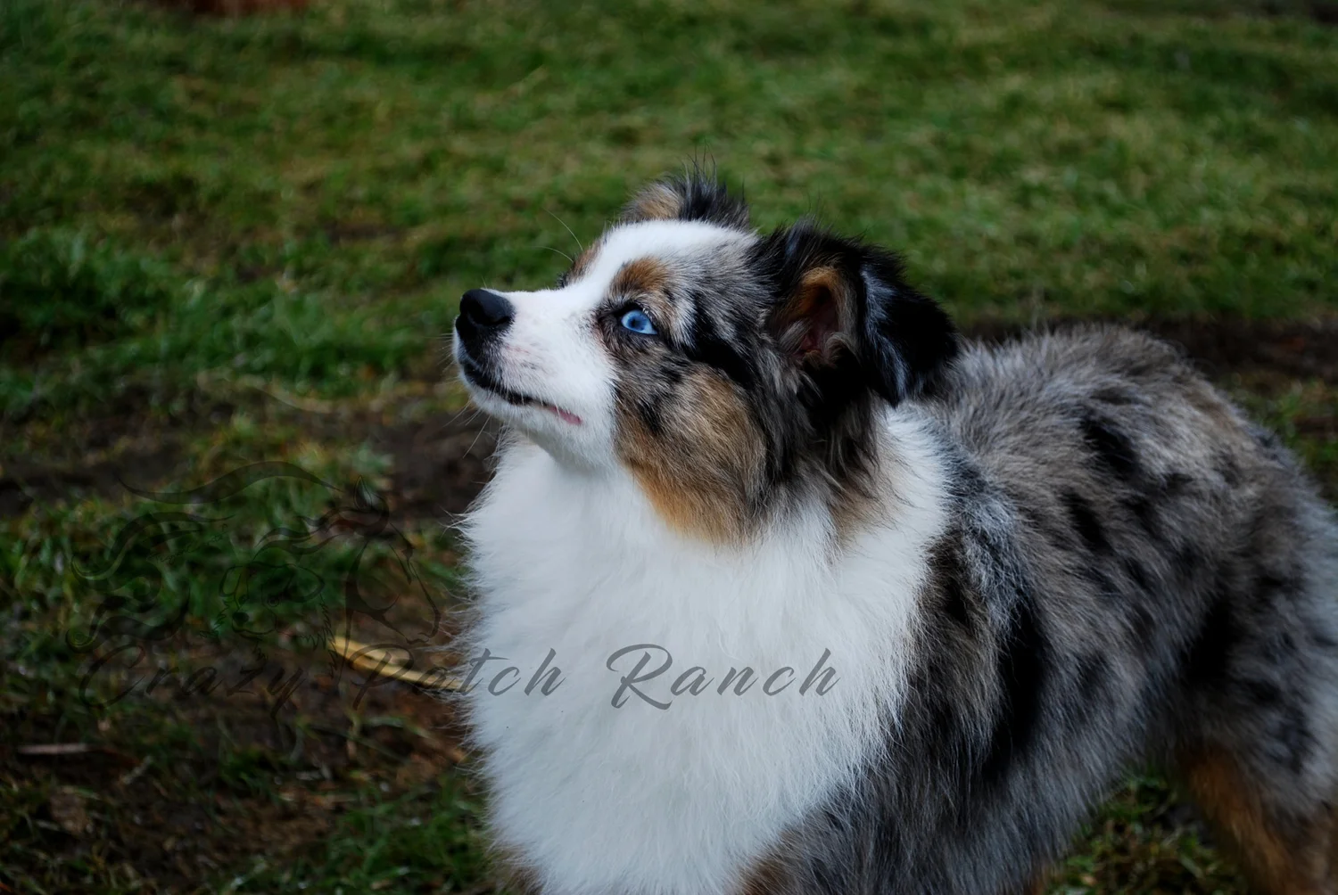 AKC Miniature American Shepherds — Crazy Patch Ranch