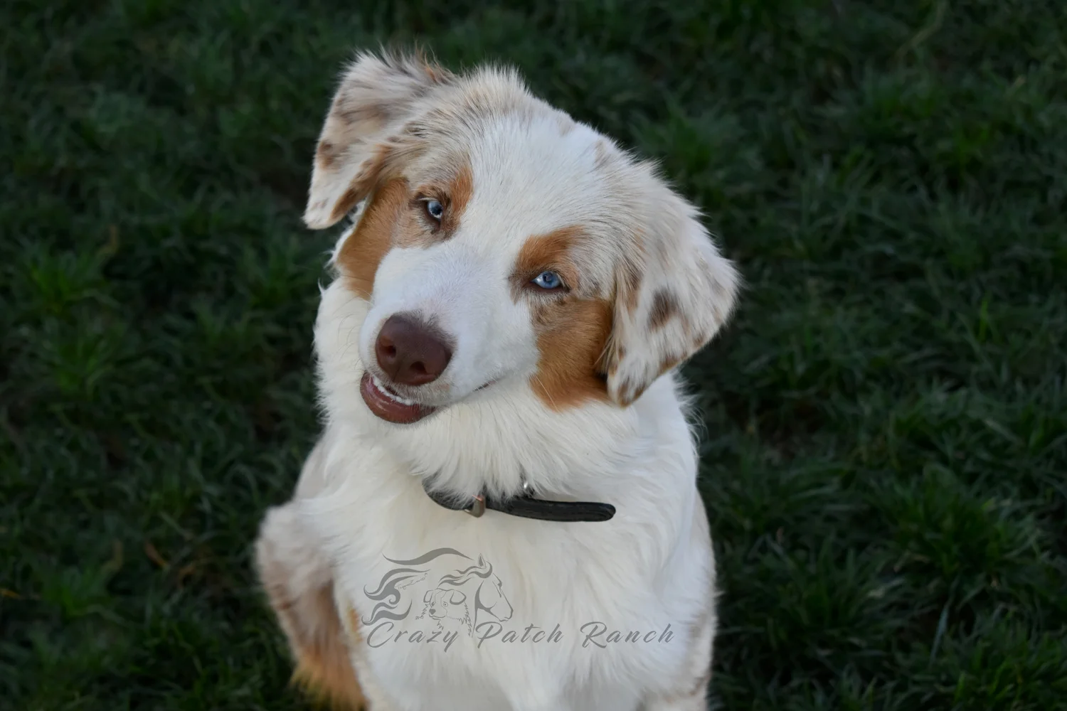 AKC Miniature American Shepherds — Crazy Patch Ranch