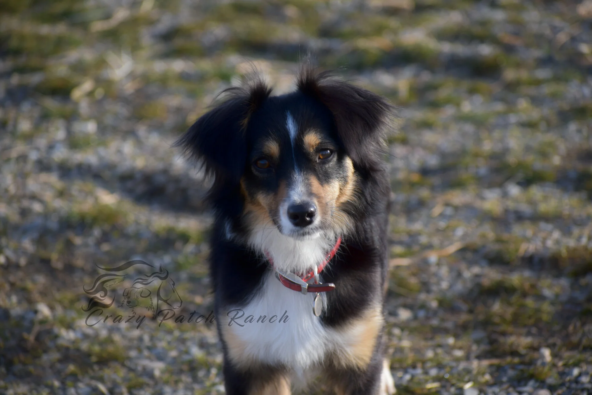 Clearance akc mini aussie 2025