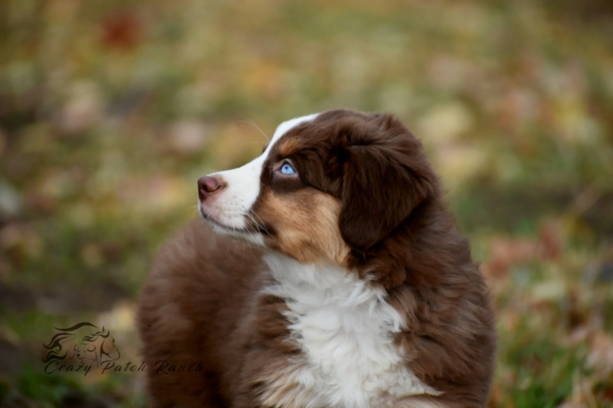 akc mini australian shepherd