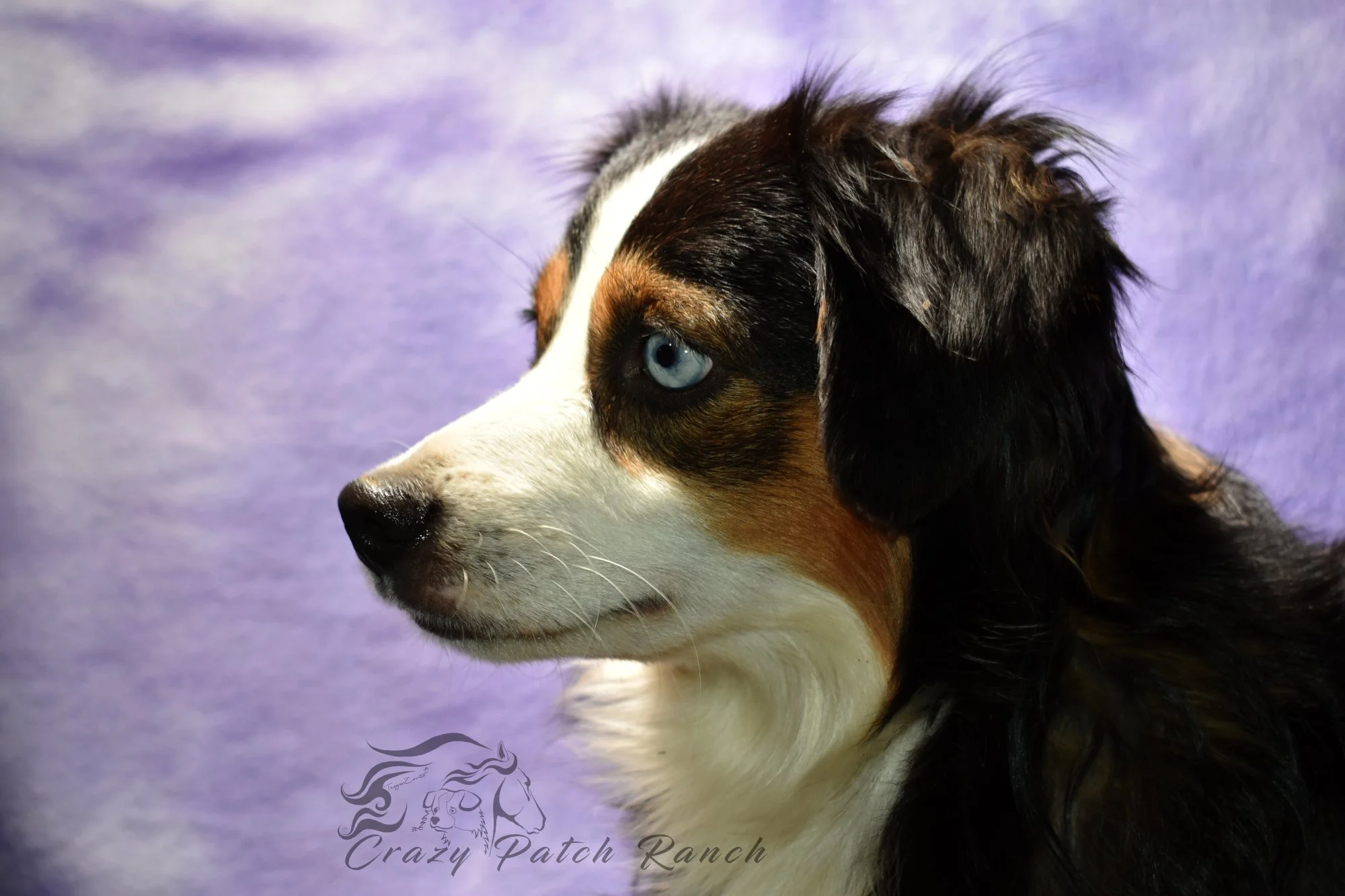 DSC_11731.JPG