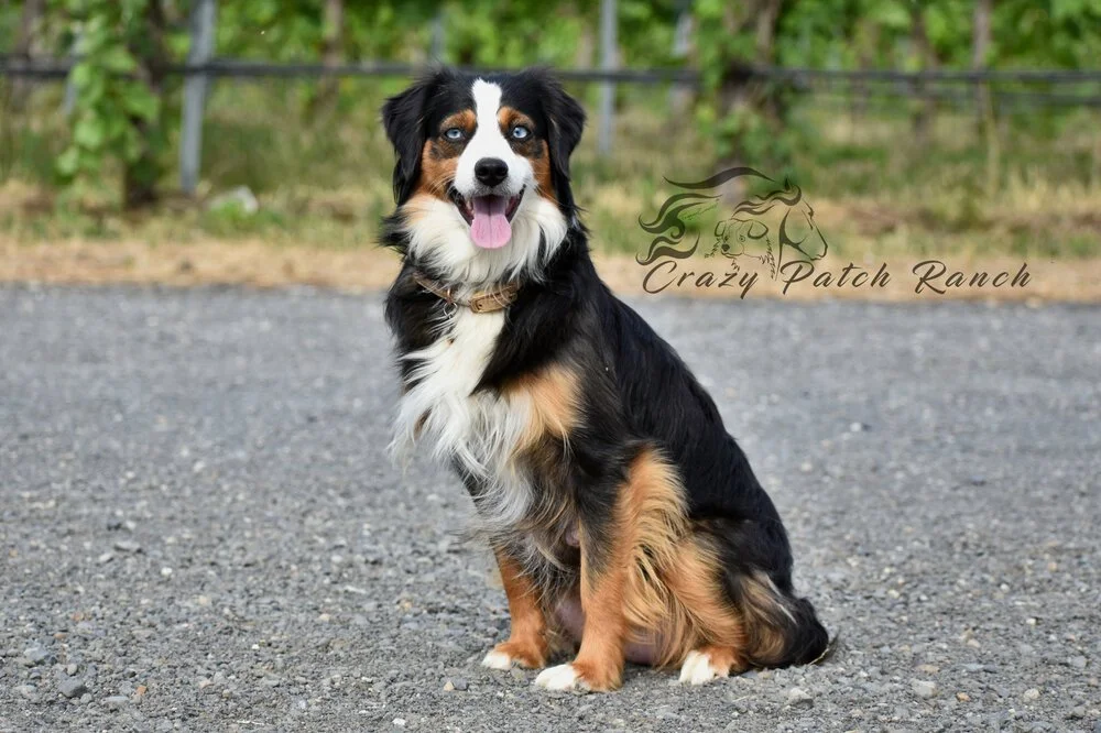 AKC+Miniature+American+Shepherd.jpg