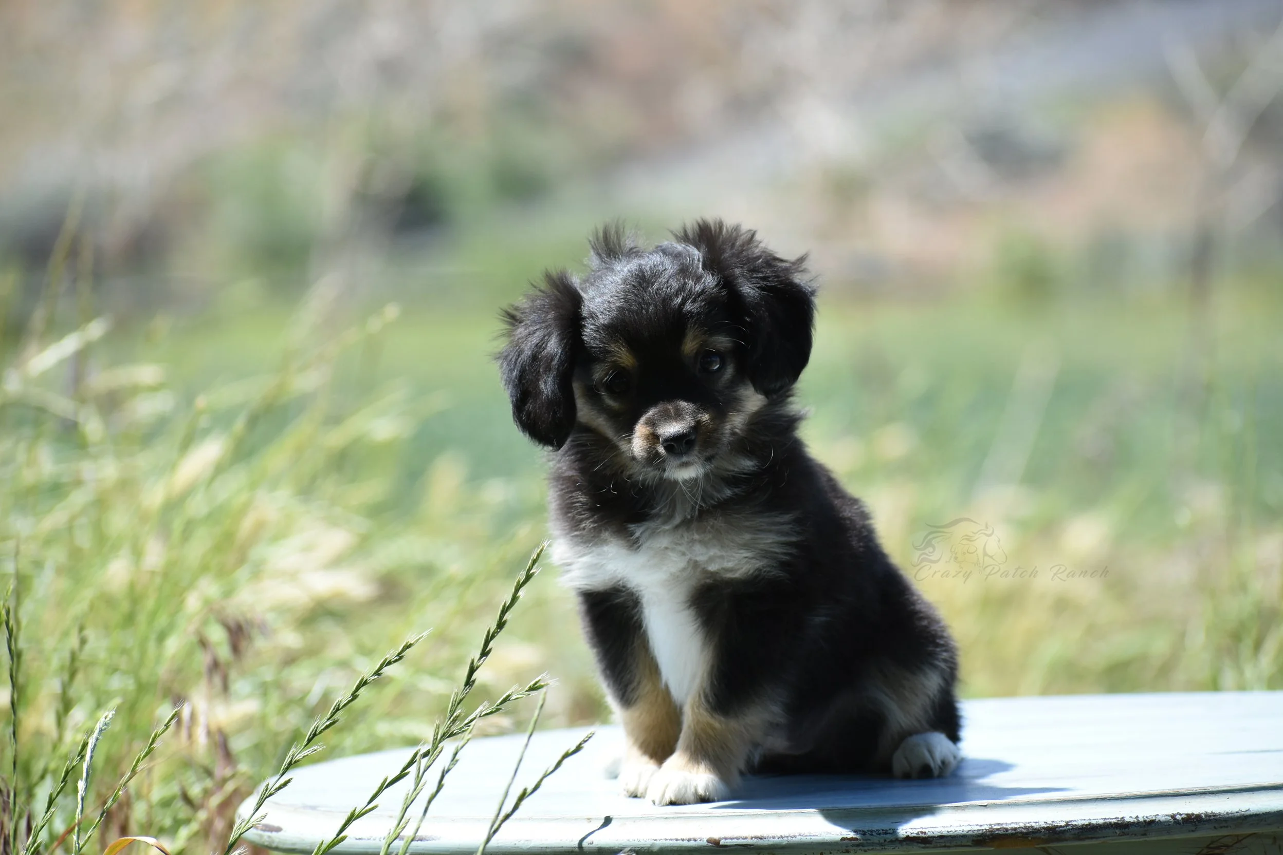 DSC_01431.jpg