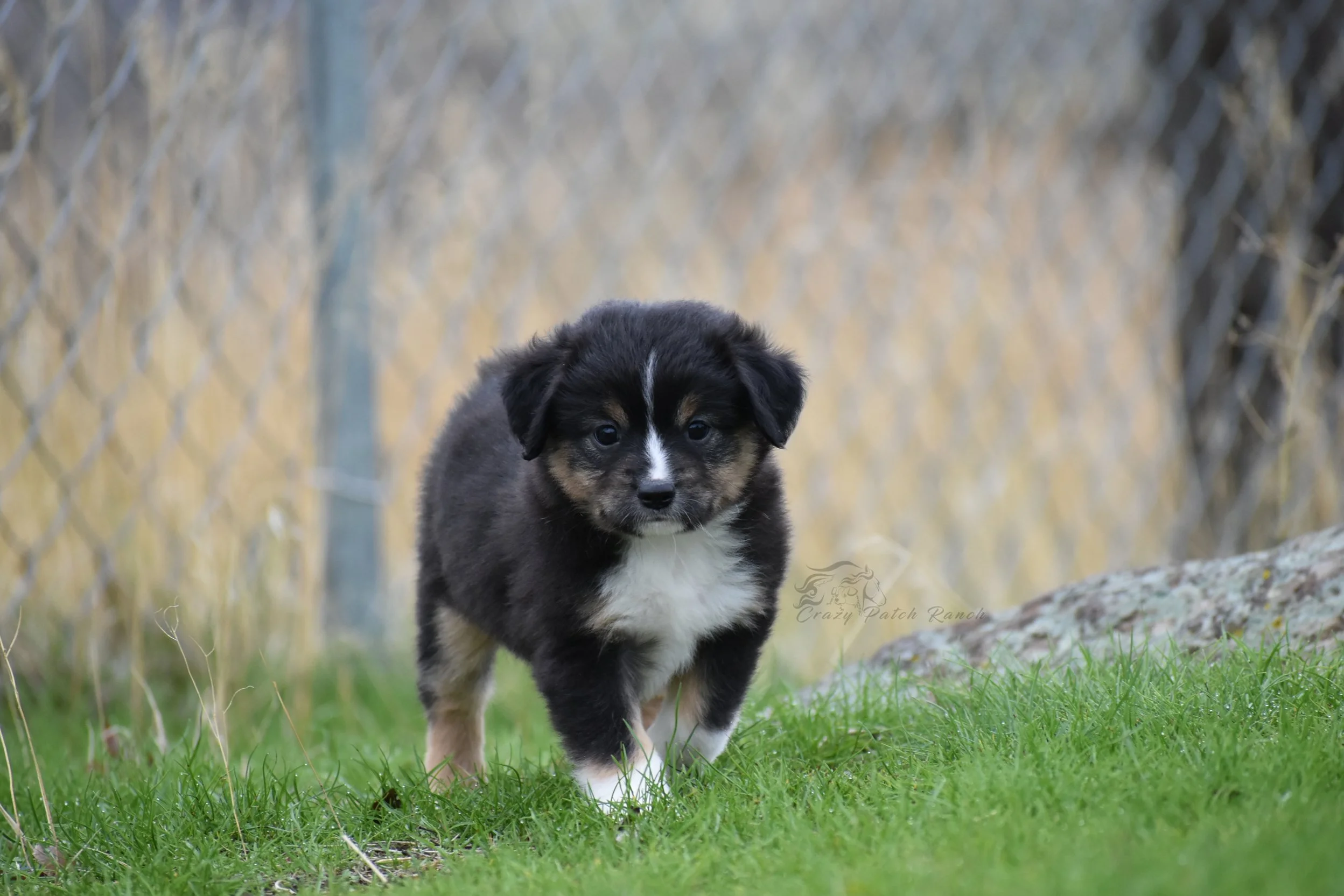 DSC_34811.jpg