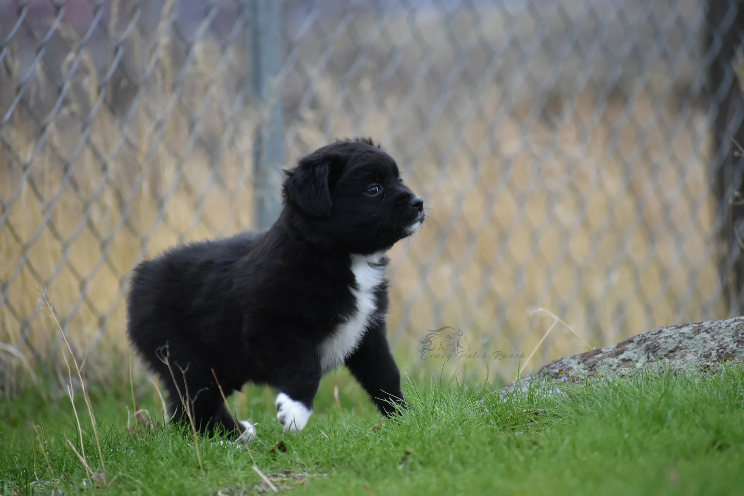 DSC_36741.jpg