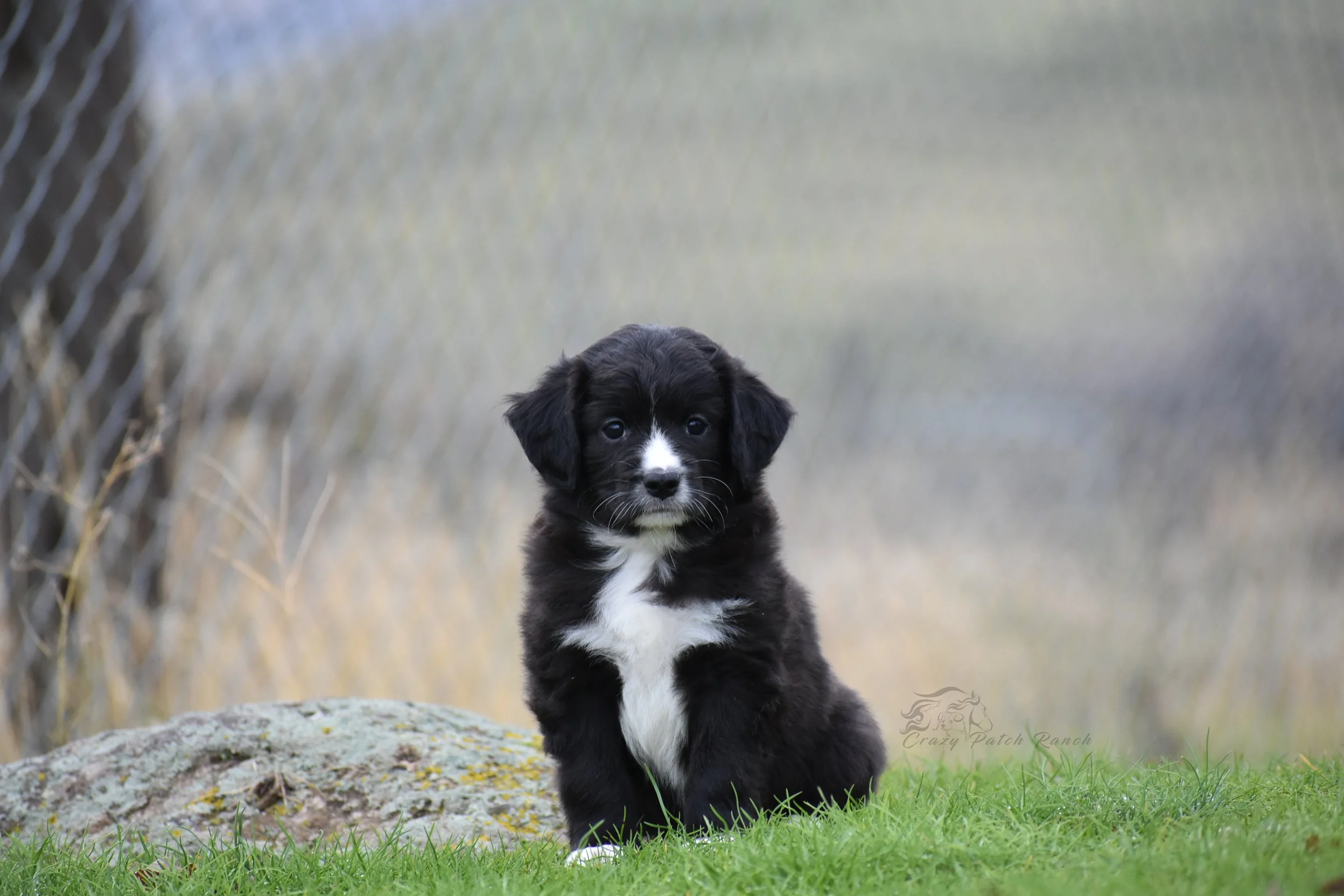 DSC_35751.jpg