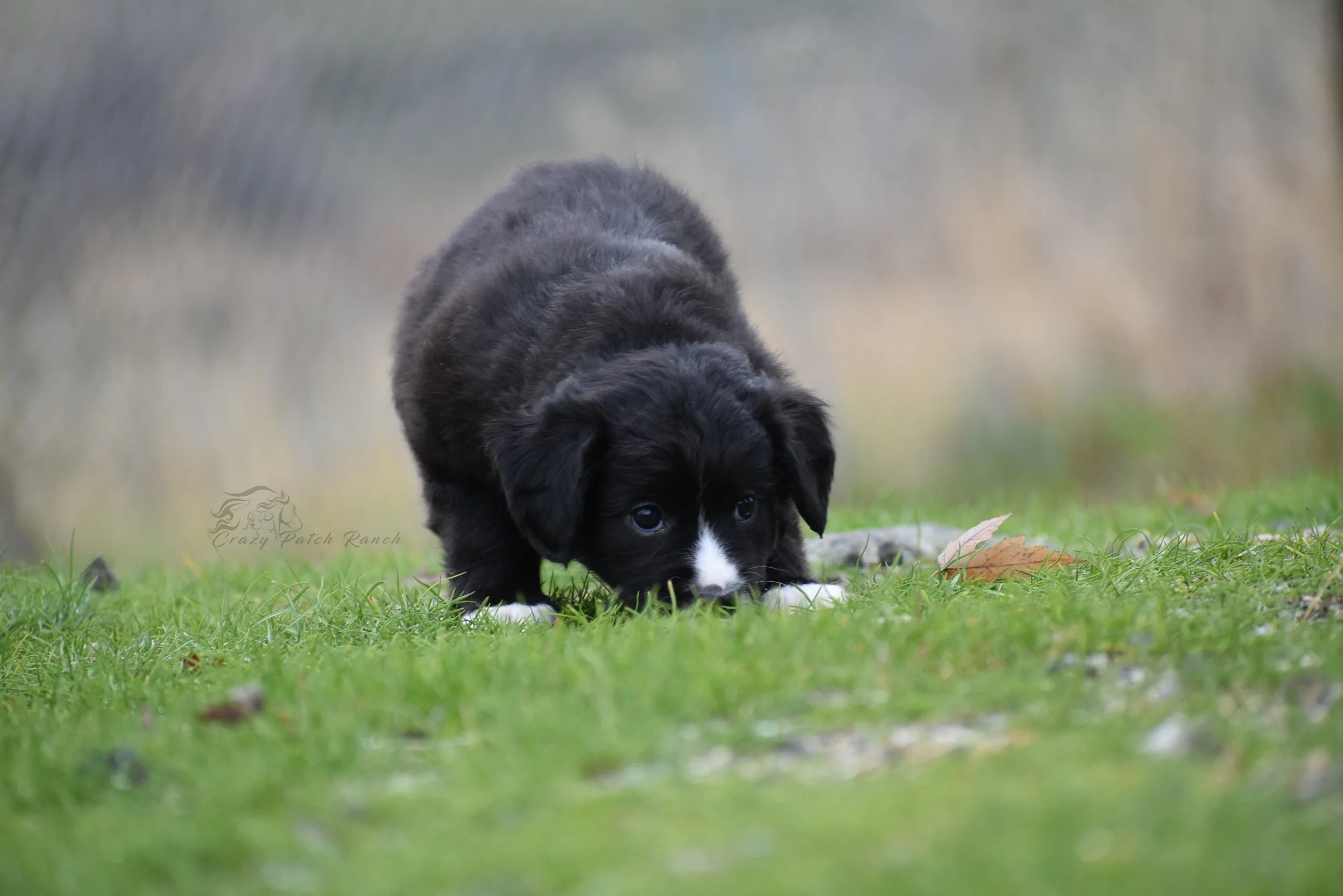 DSC_35911.jpg
