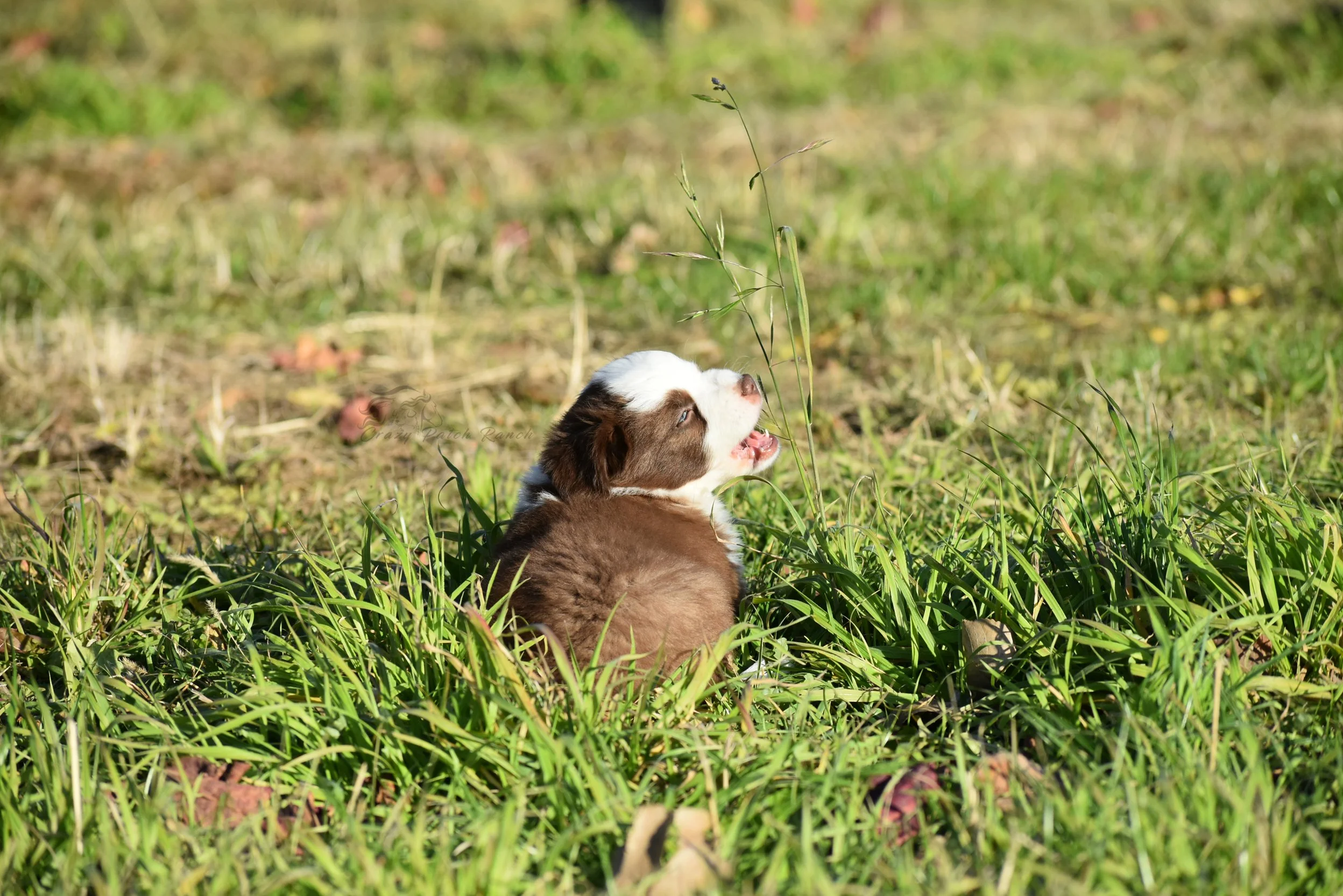 DSC_40162.jpg