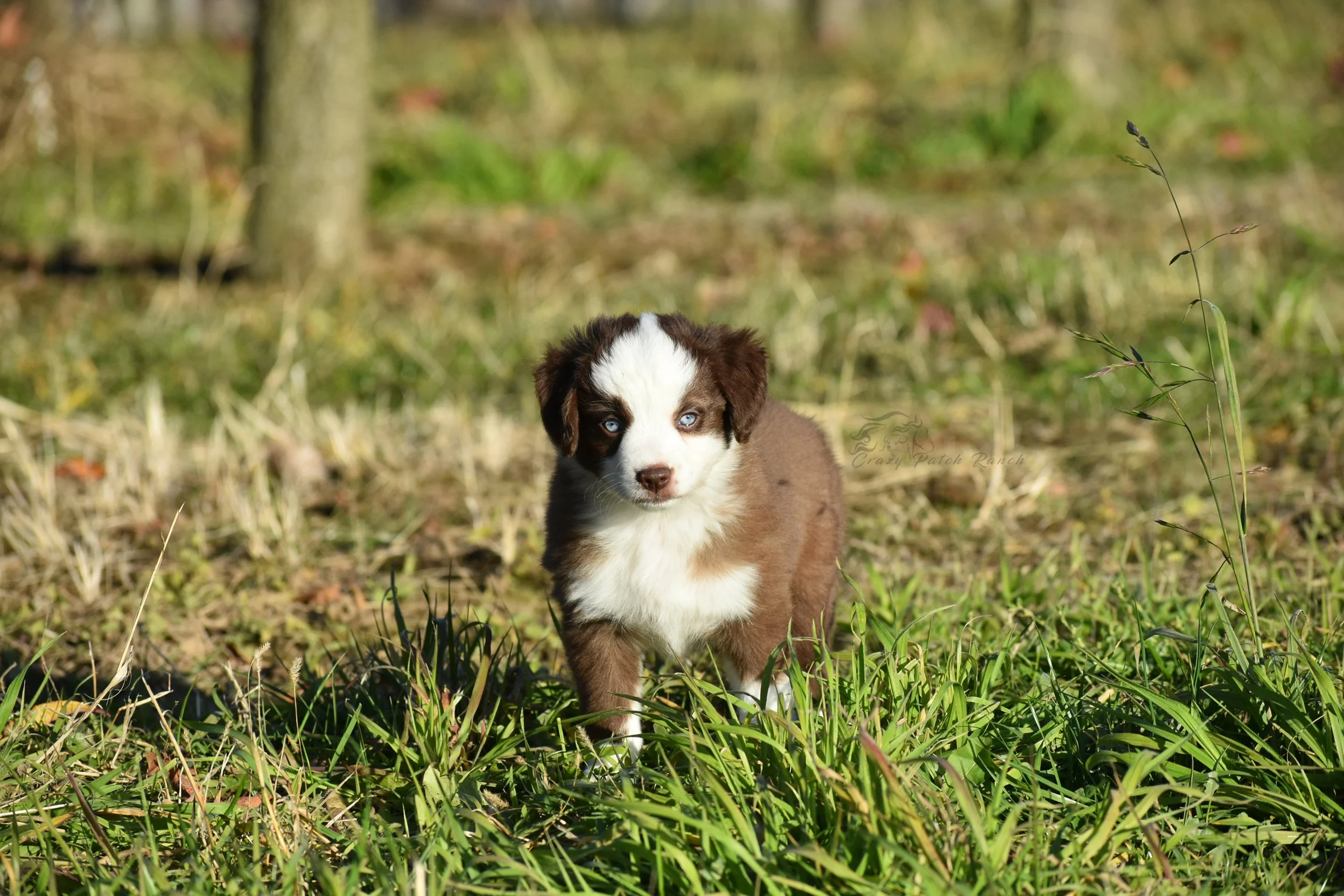 DSC_41072.jpg