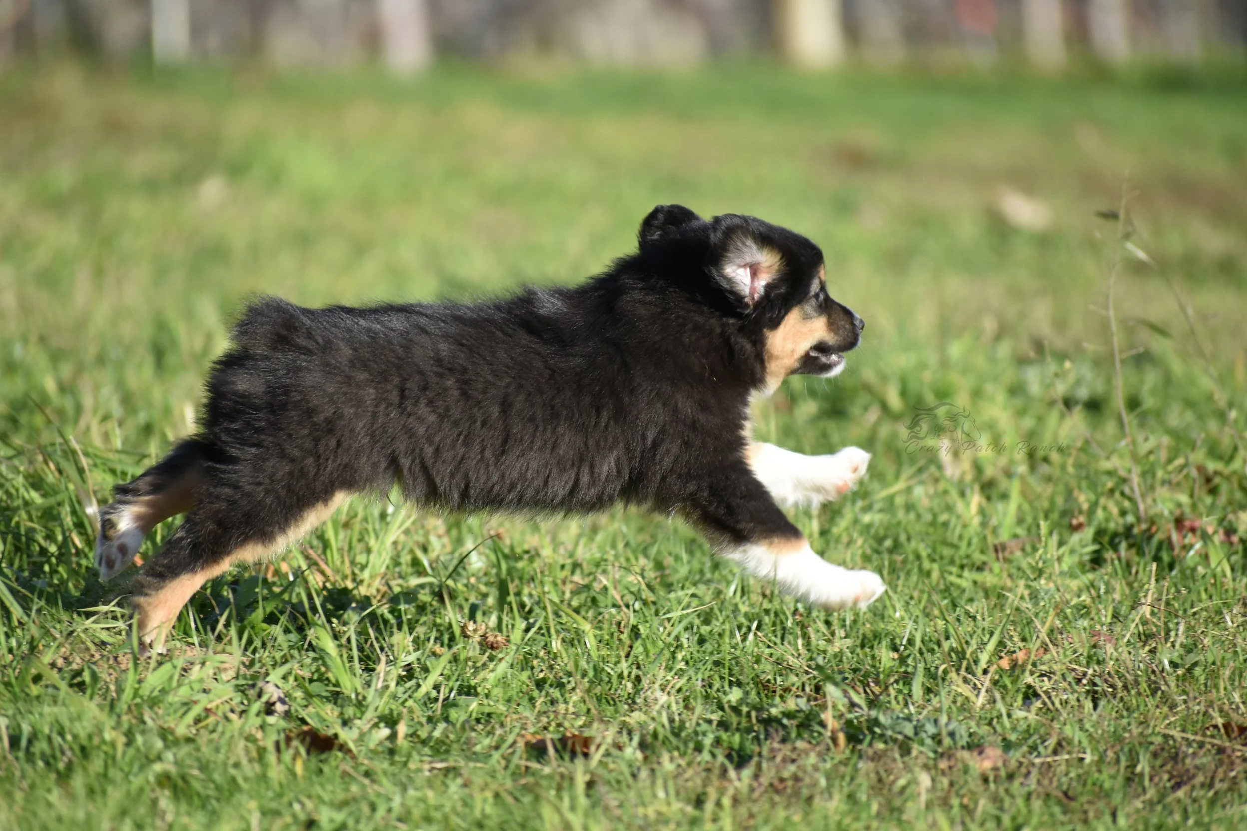 DSC_39062.jpg