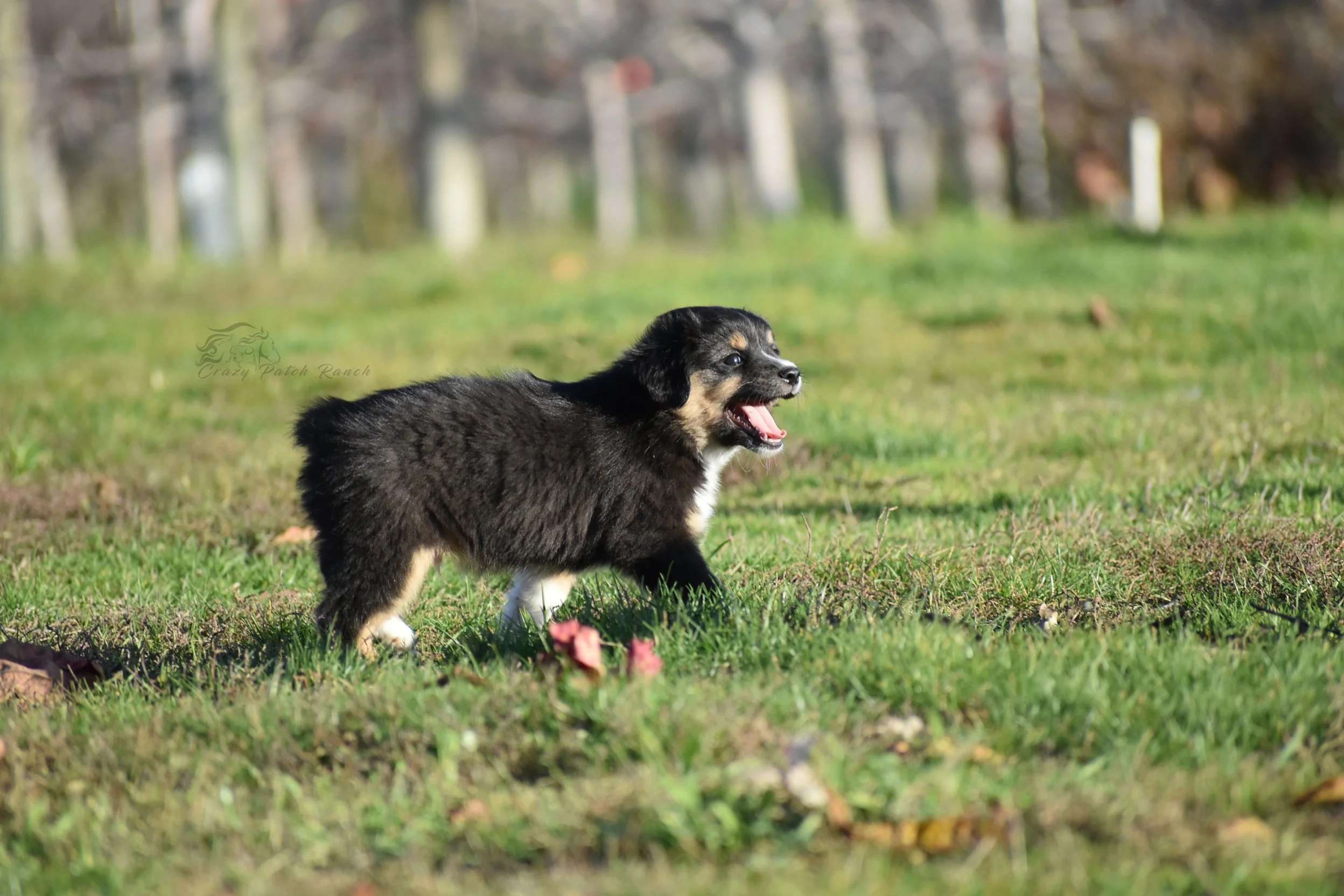DSC_39232.jpg