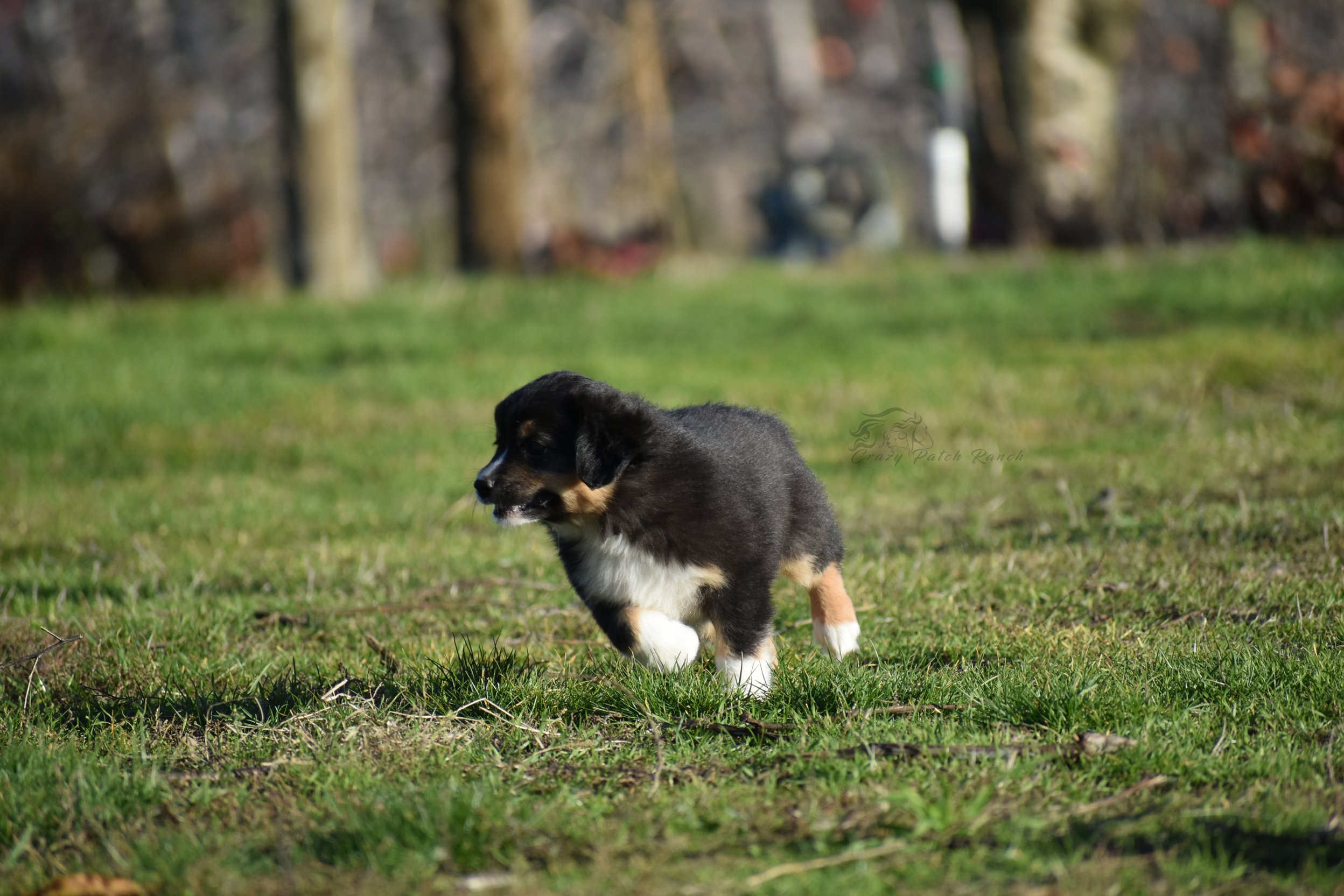 DSC_39272.jpg