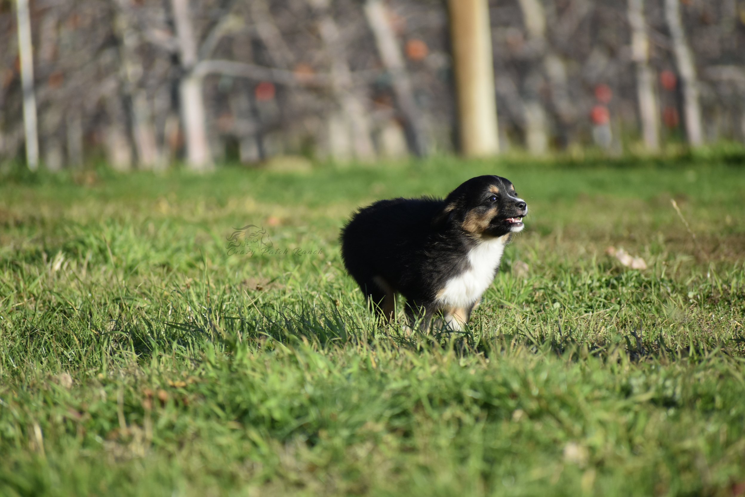 DSC_39522.jpg