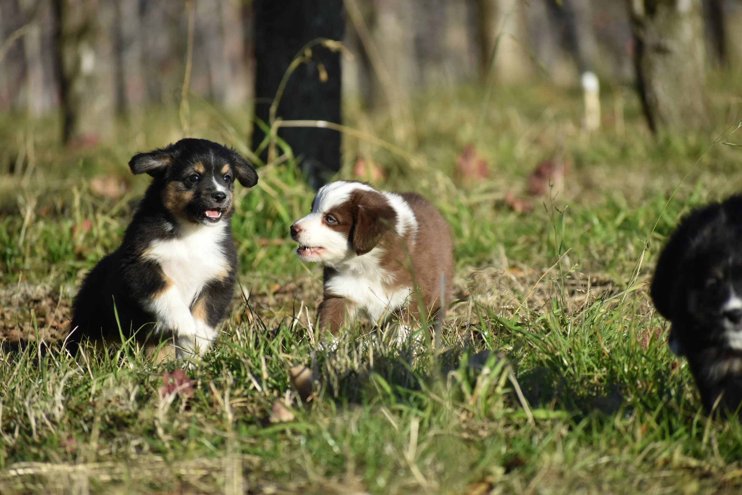 DSC_40362.jpg