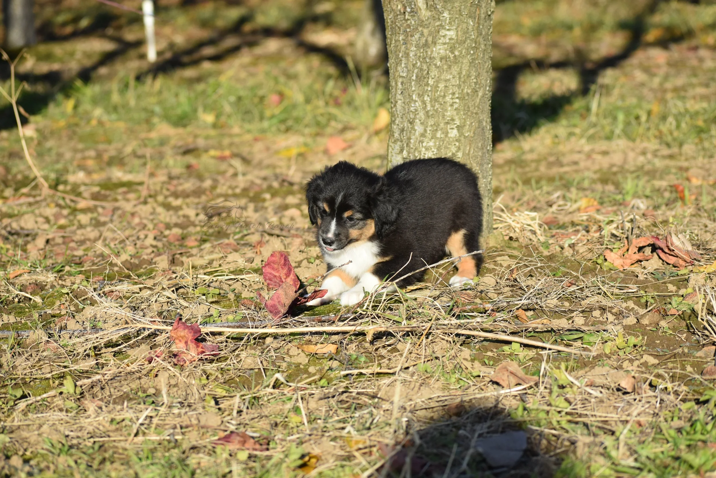DSC_40512.jpg
