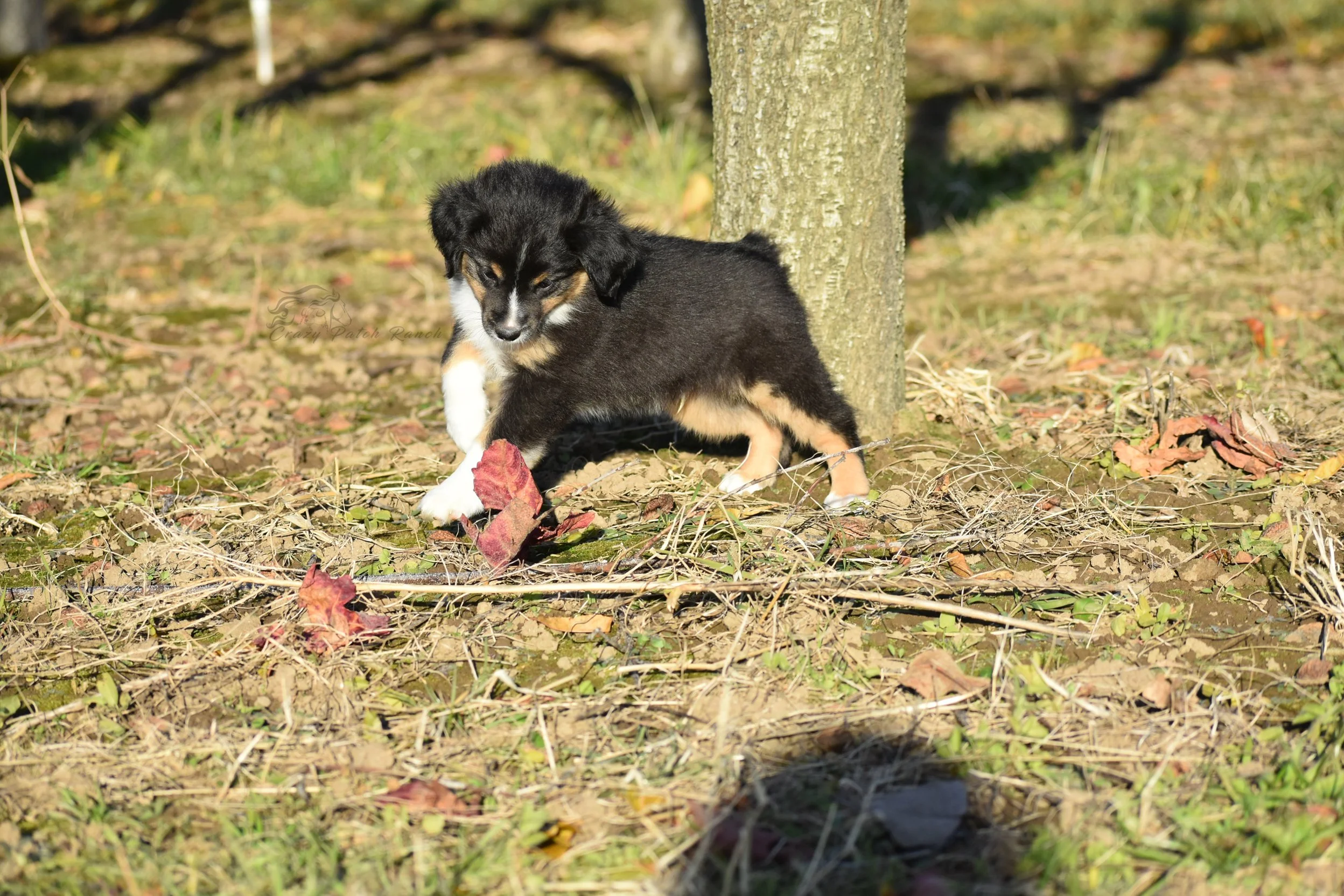 DSC_40522.jpg