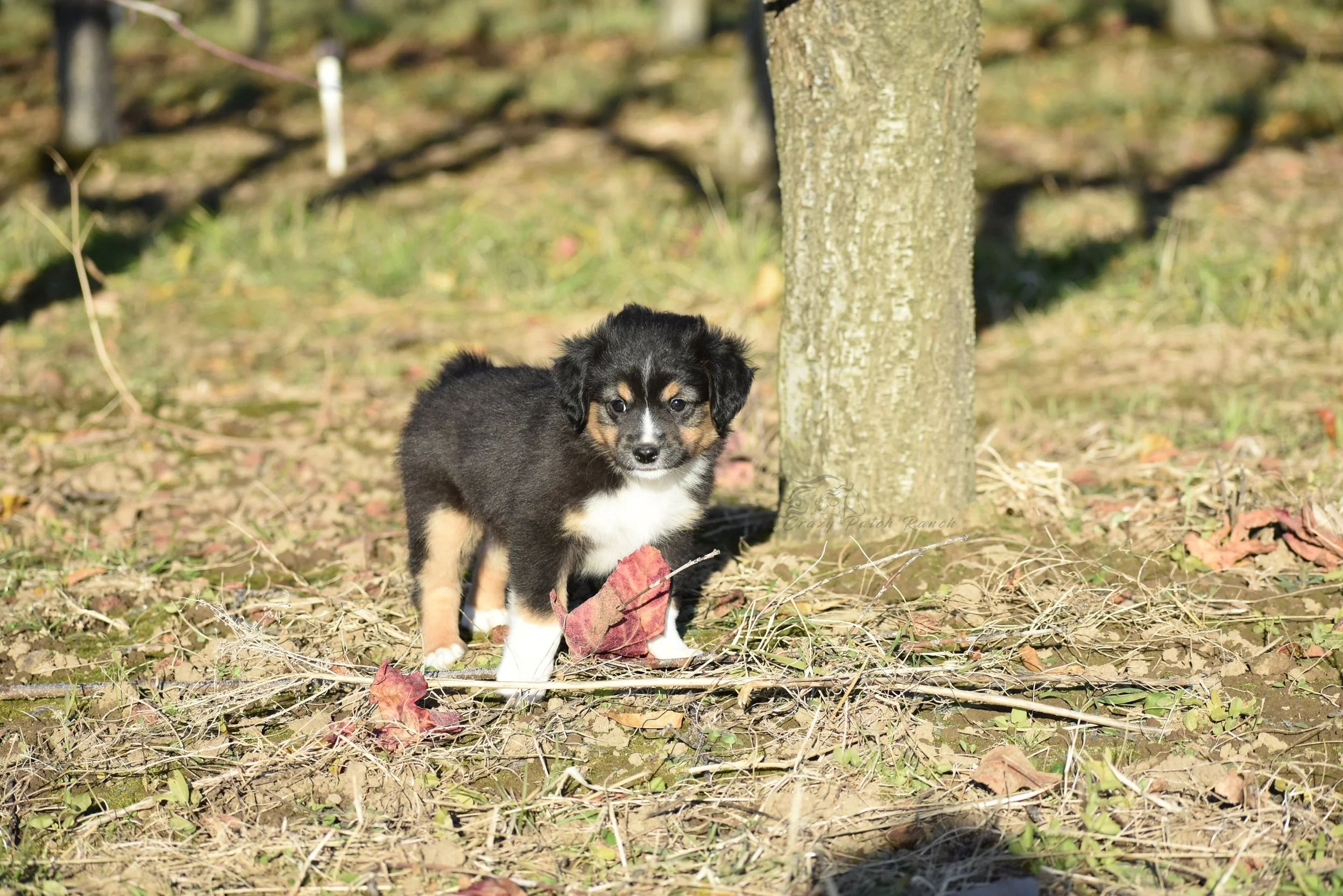 DSC_40602.jpg
