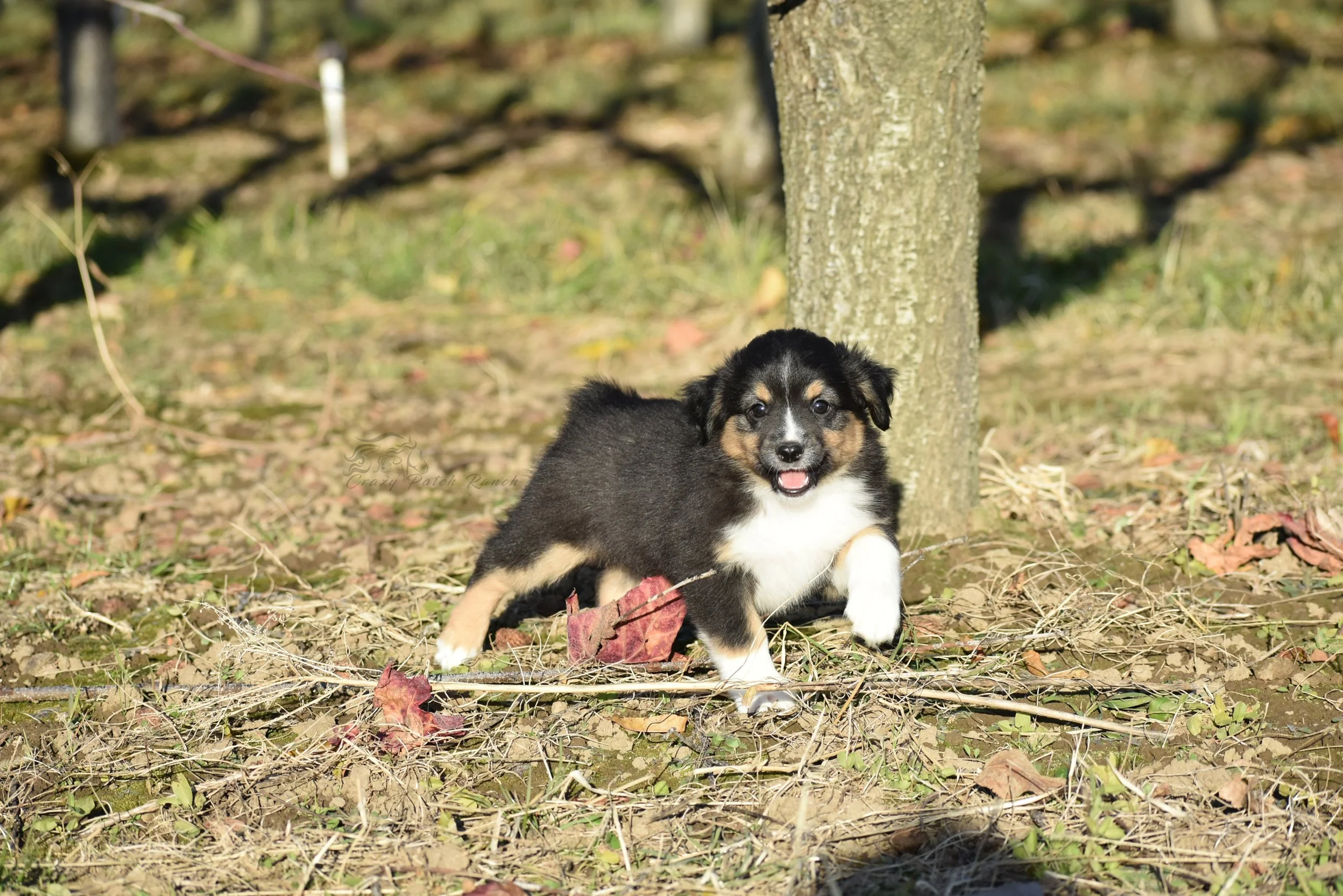 DSC_40622.jpg