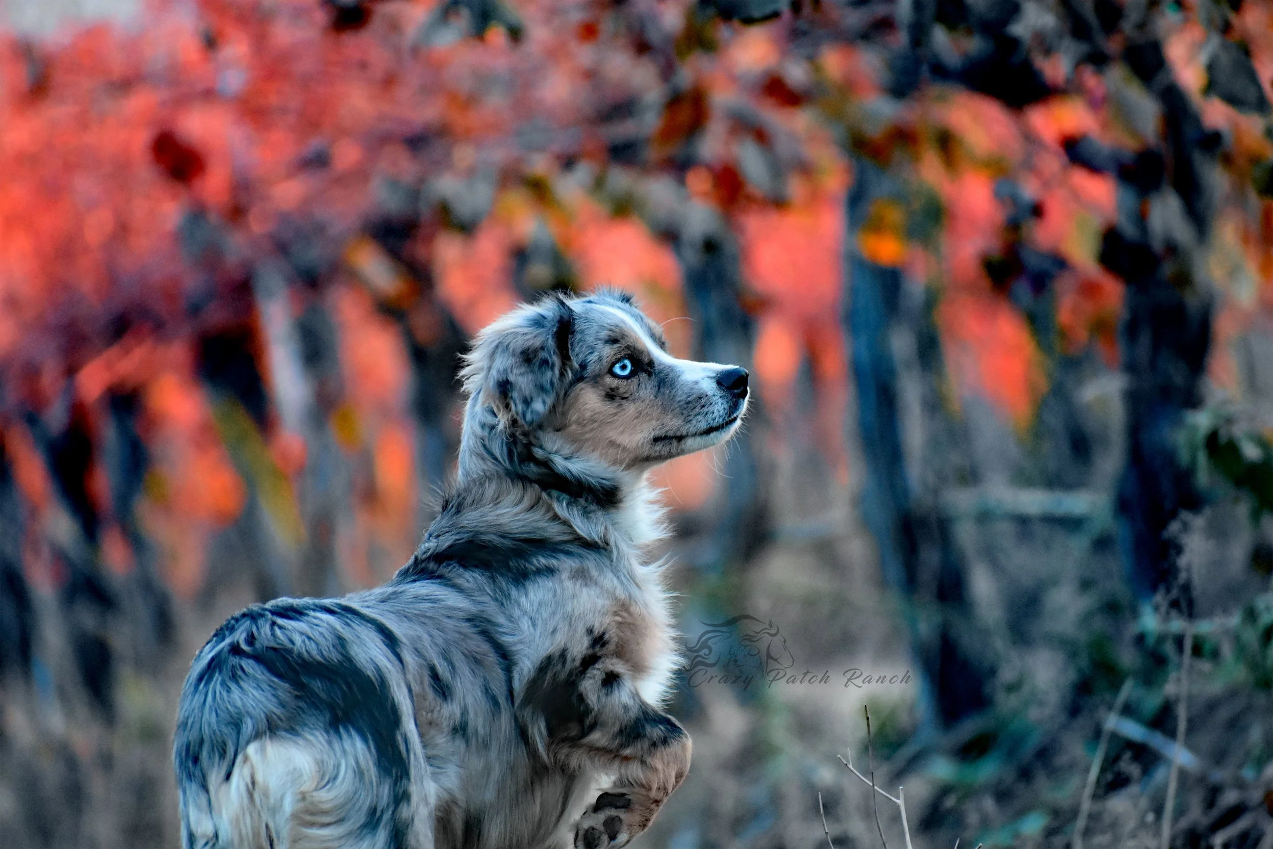 Iridessa  - AKC Mini American www.crazypatchranch.jpg