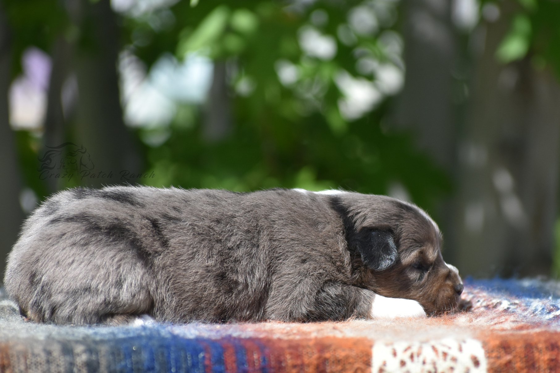 DSC_33251.jpg