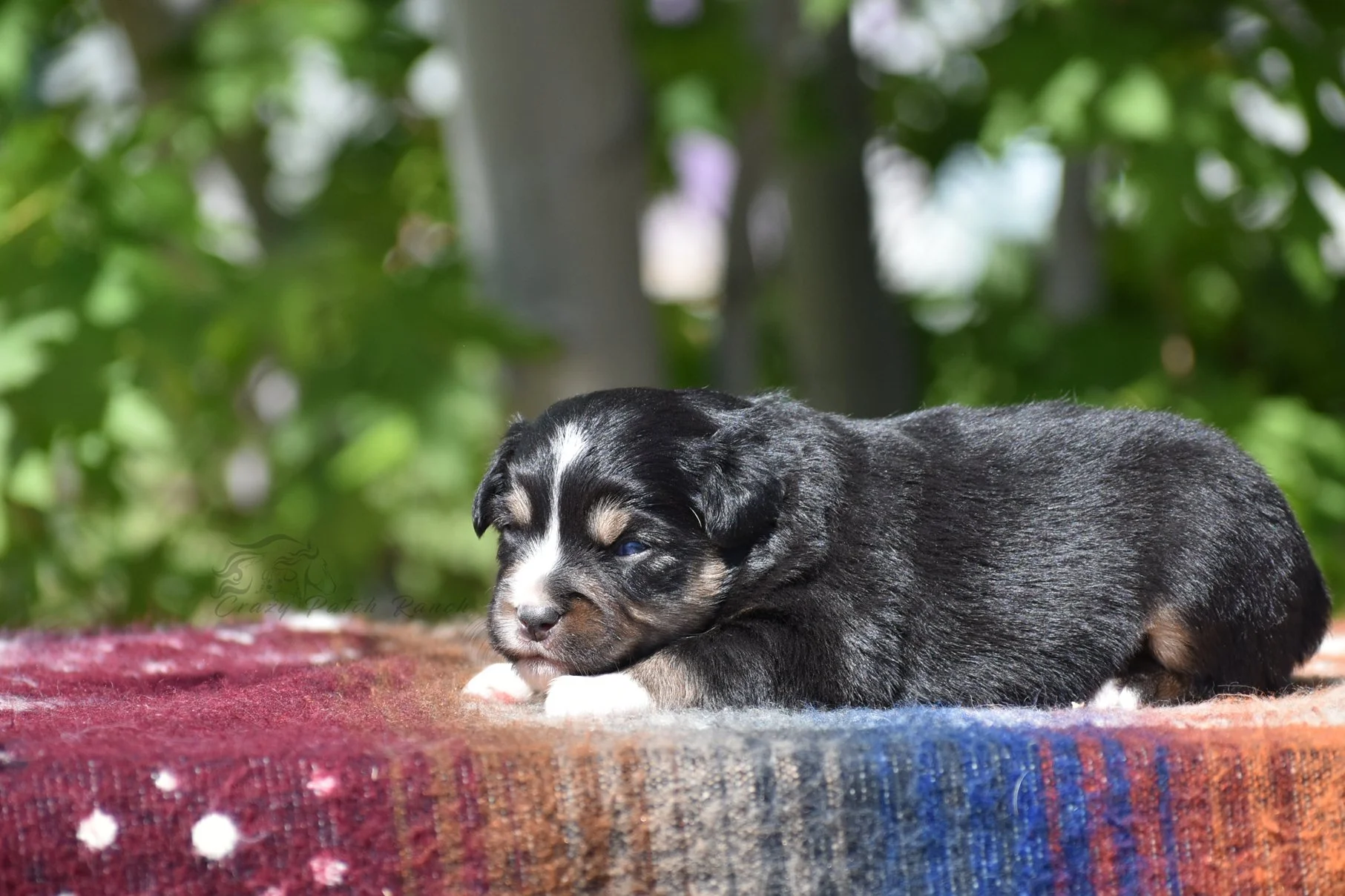 DSC_34241.jpg