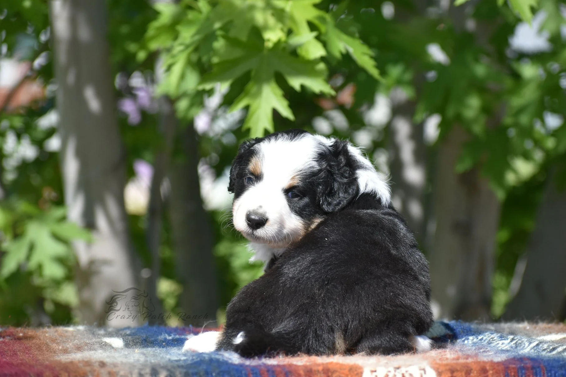 DSC_31771.jpg