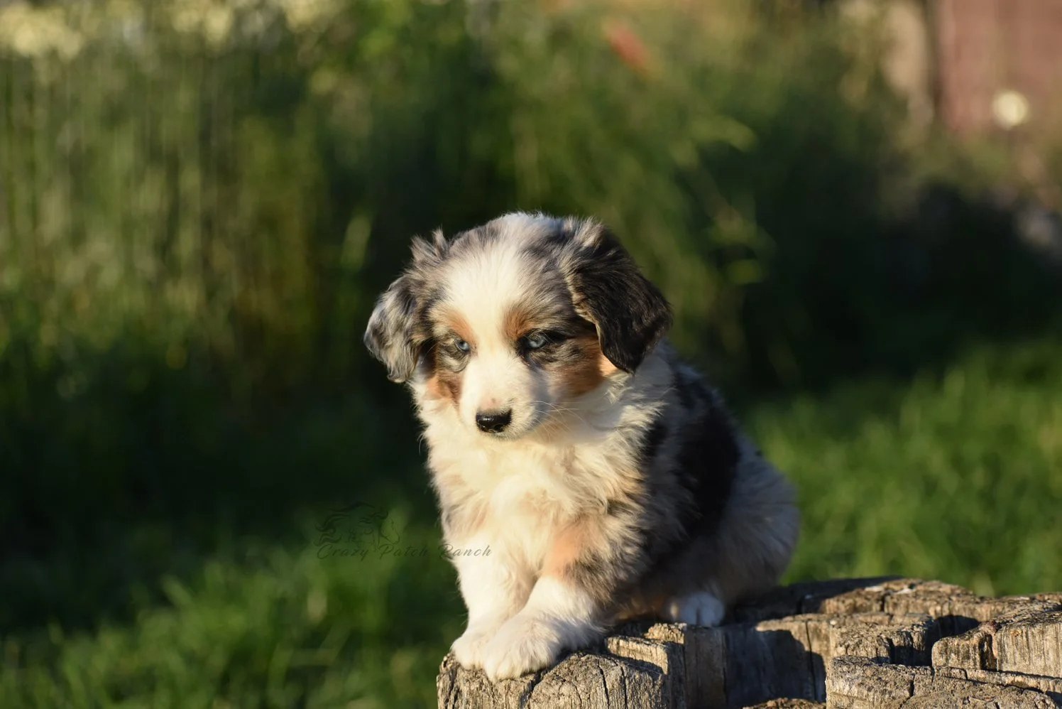 DSC_44851.jpg