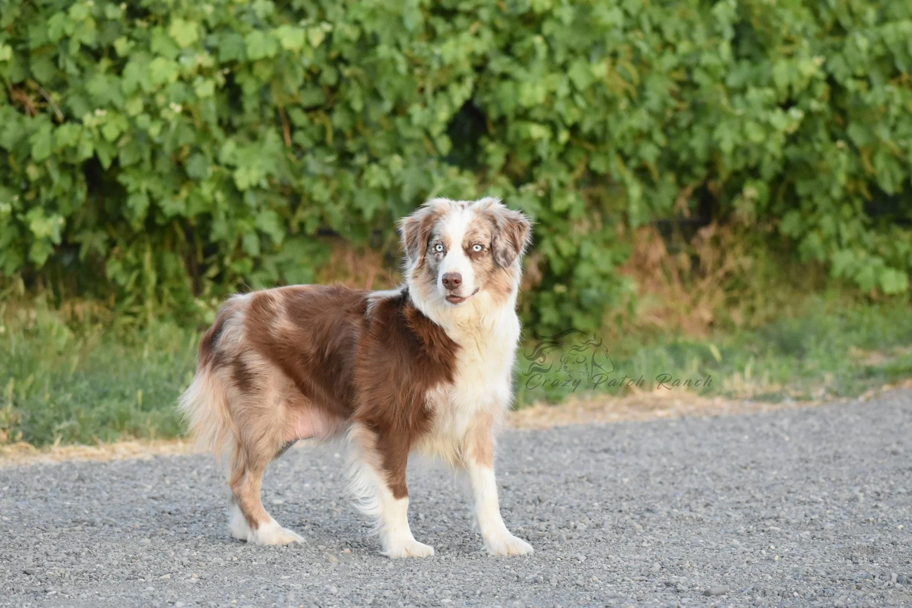 DSC_46251.jpg