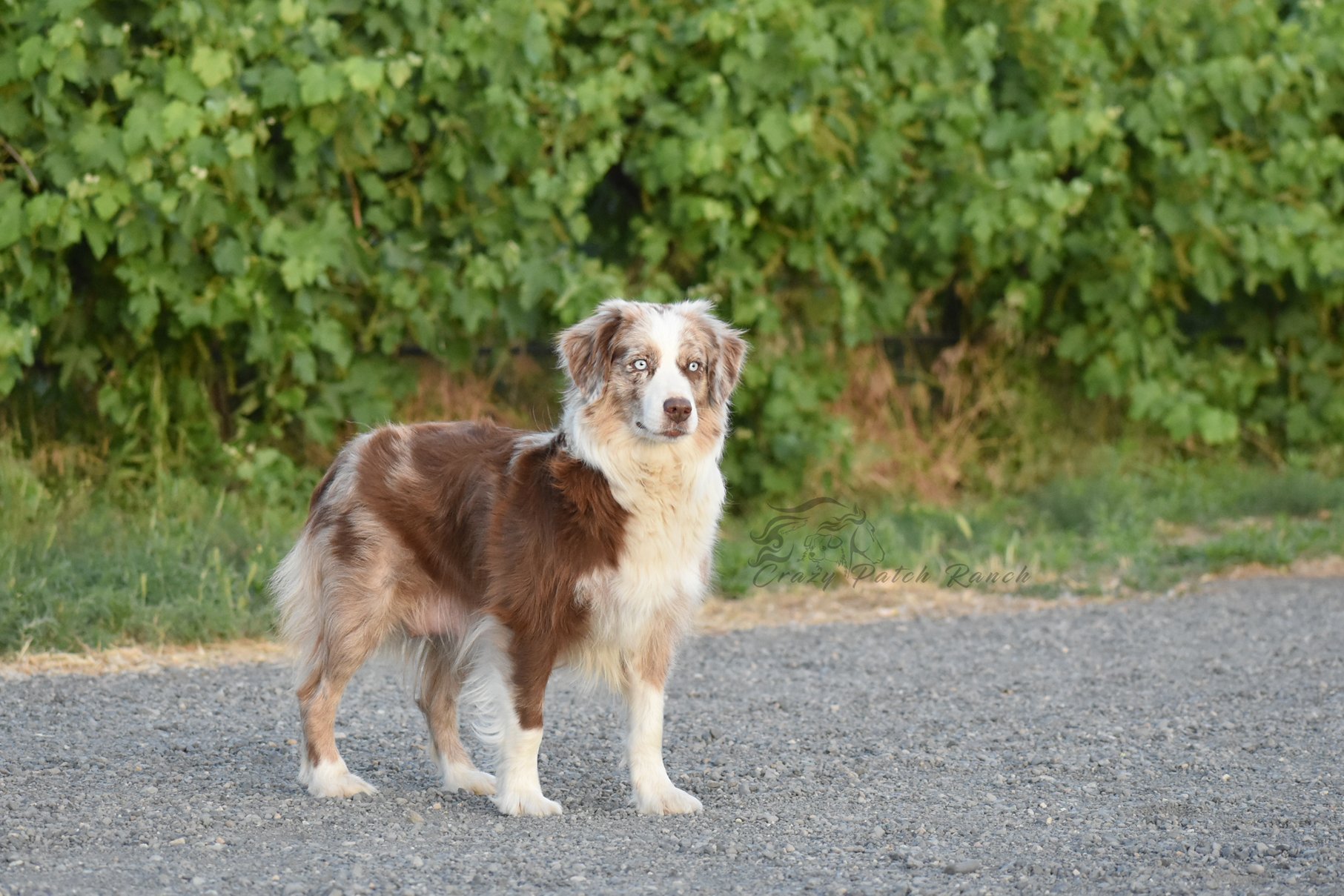 DSC_46291.jpg