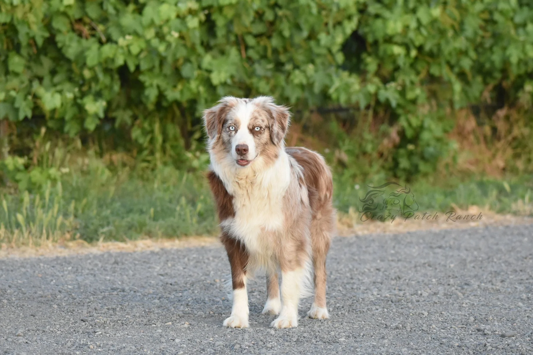 DSC_46331.jpg