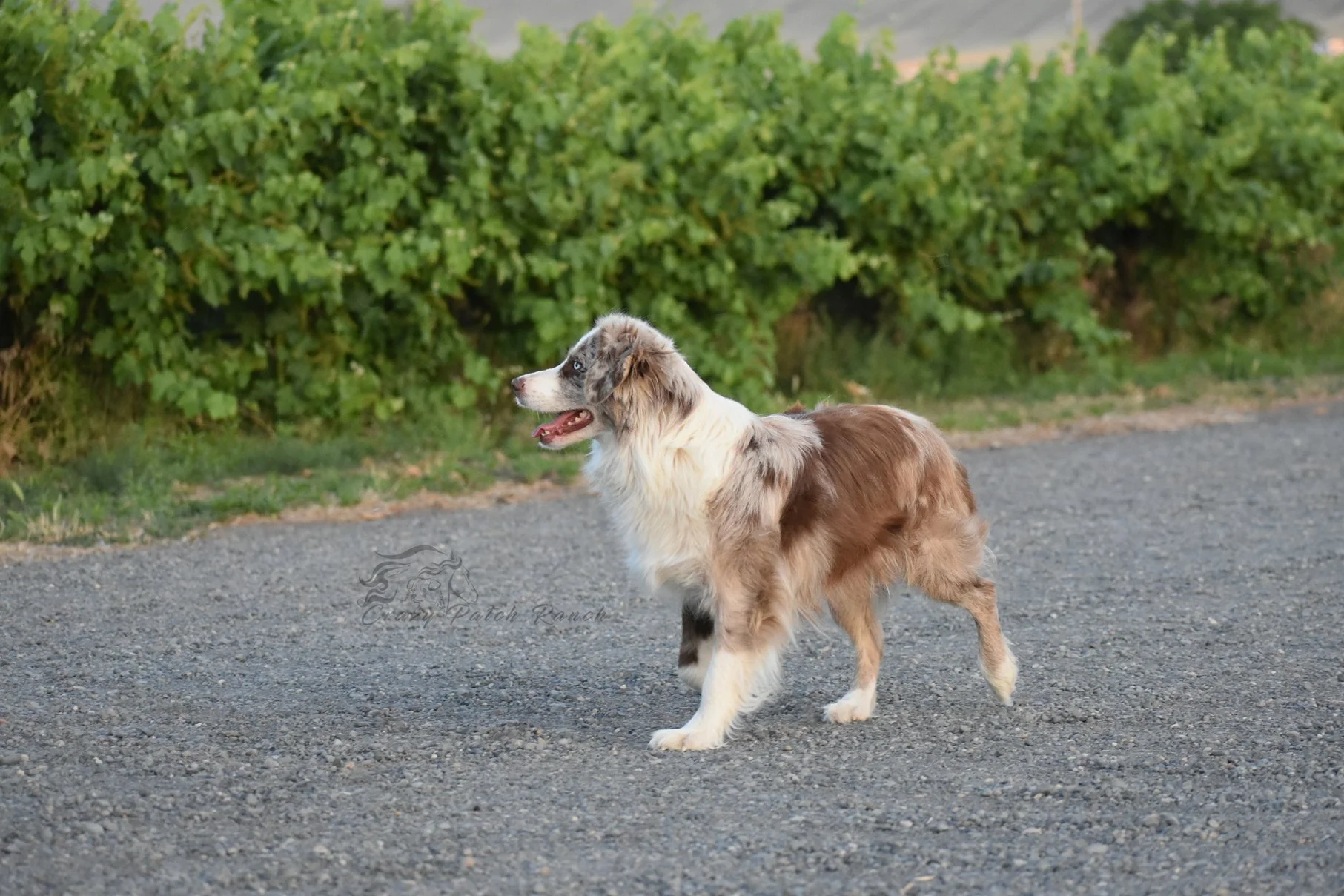DSC_47341.jpg