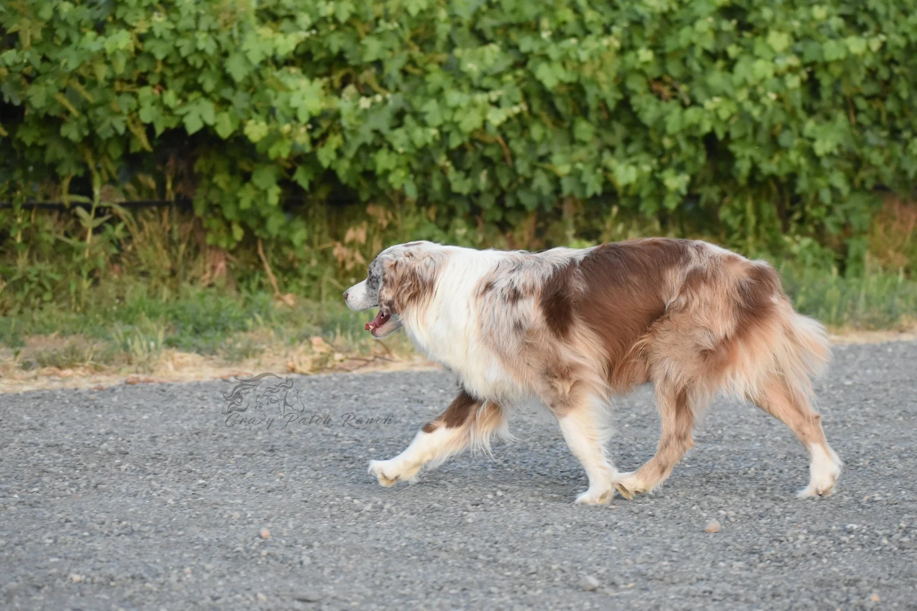 DSC_47381.jpg