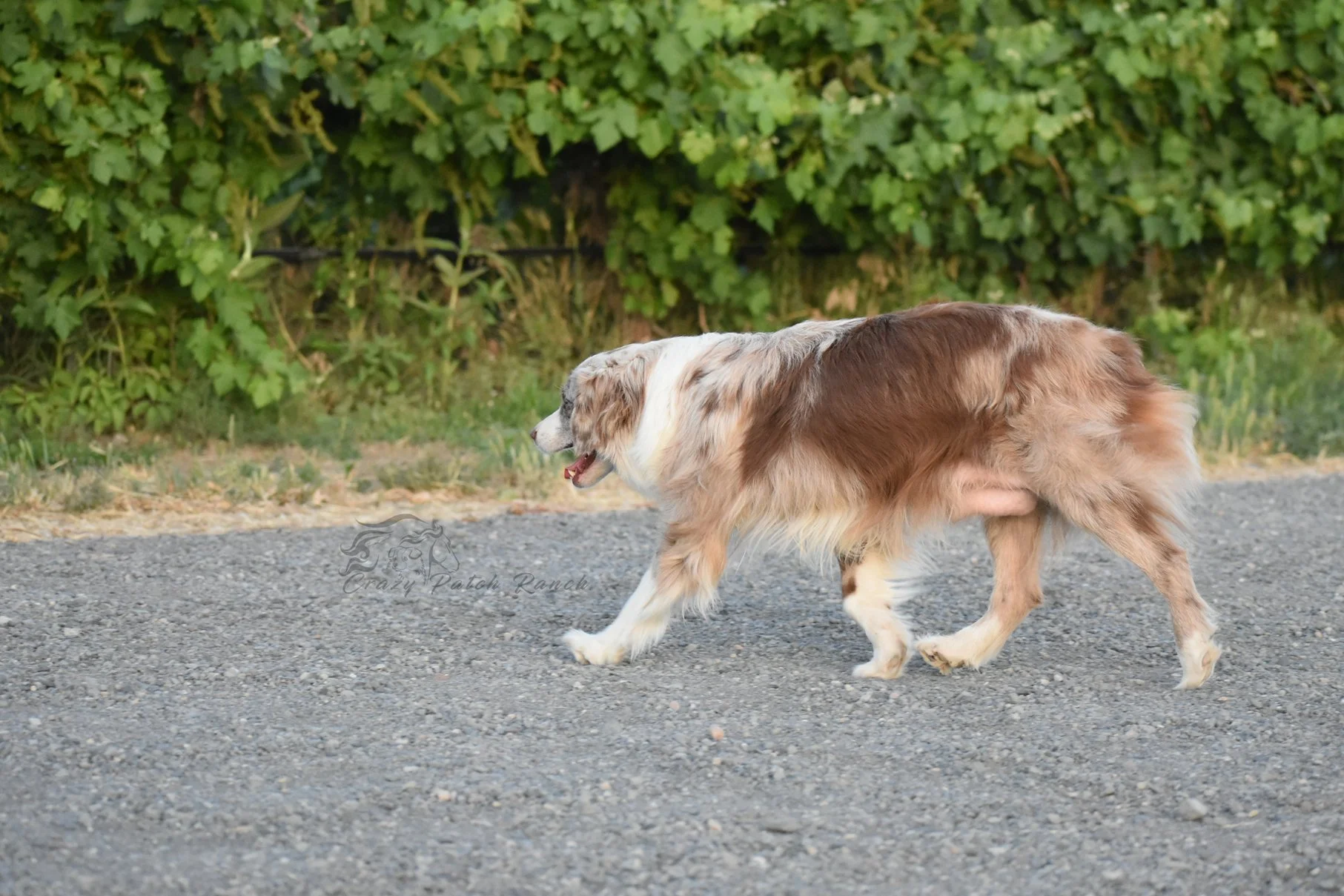 DSC_47391.jpg