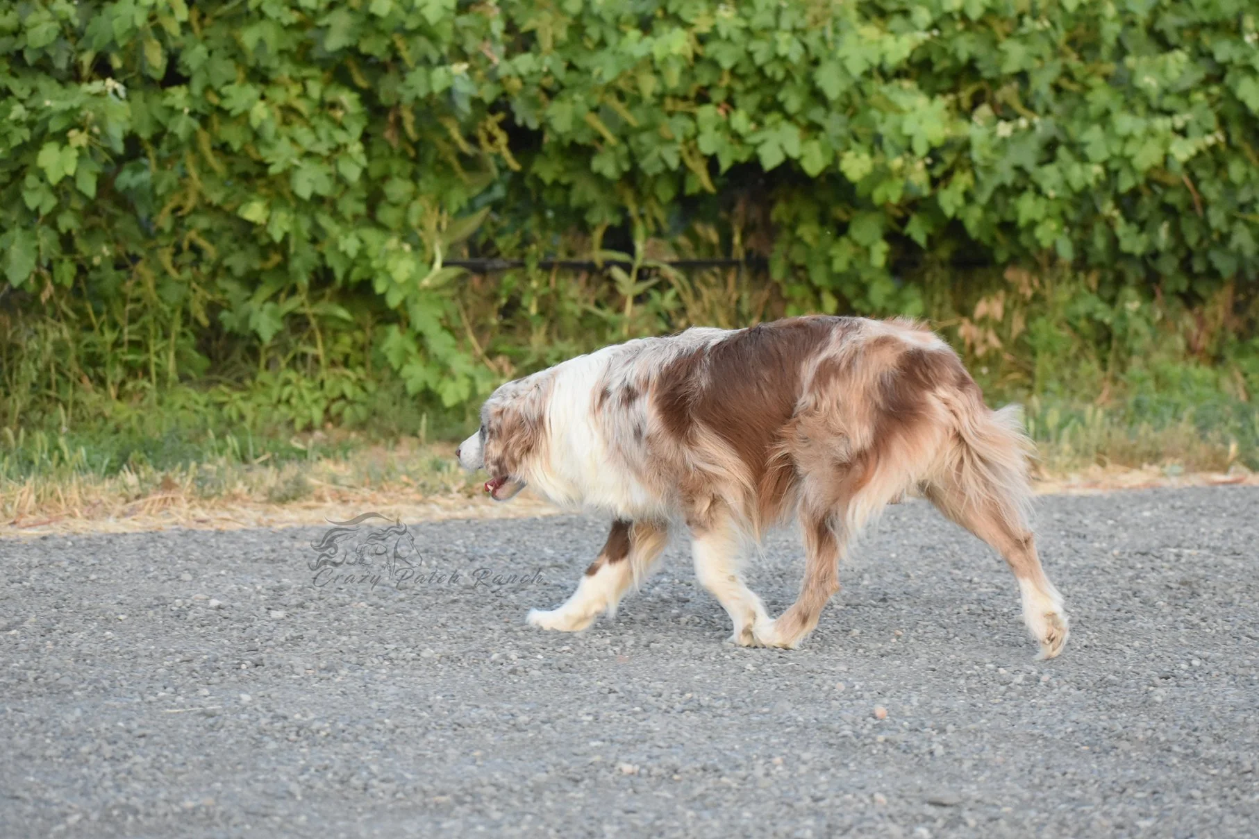 DSC_47401.jpg