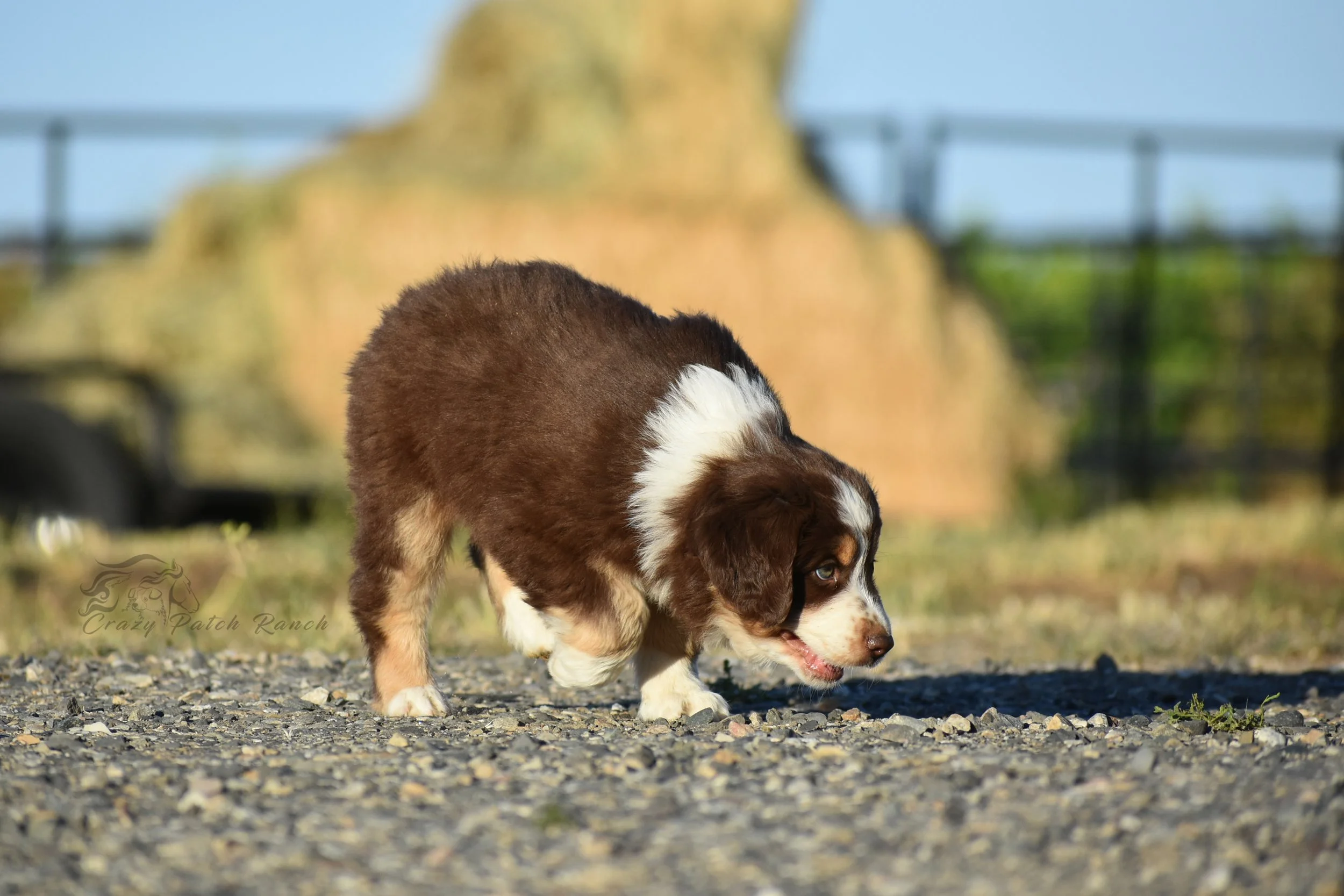 DSC_50711.jpg