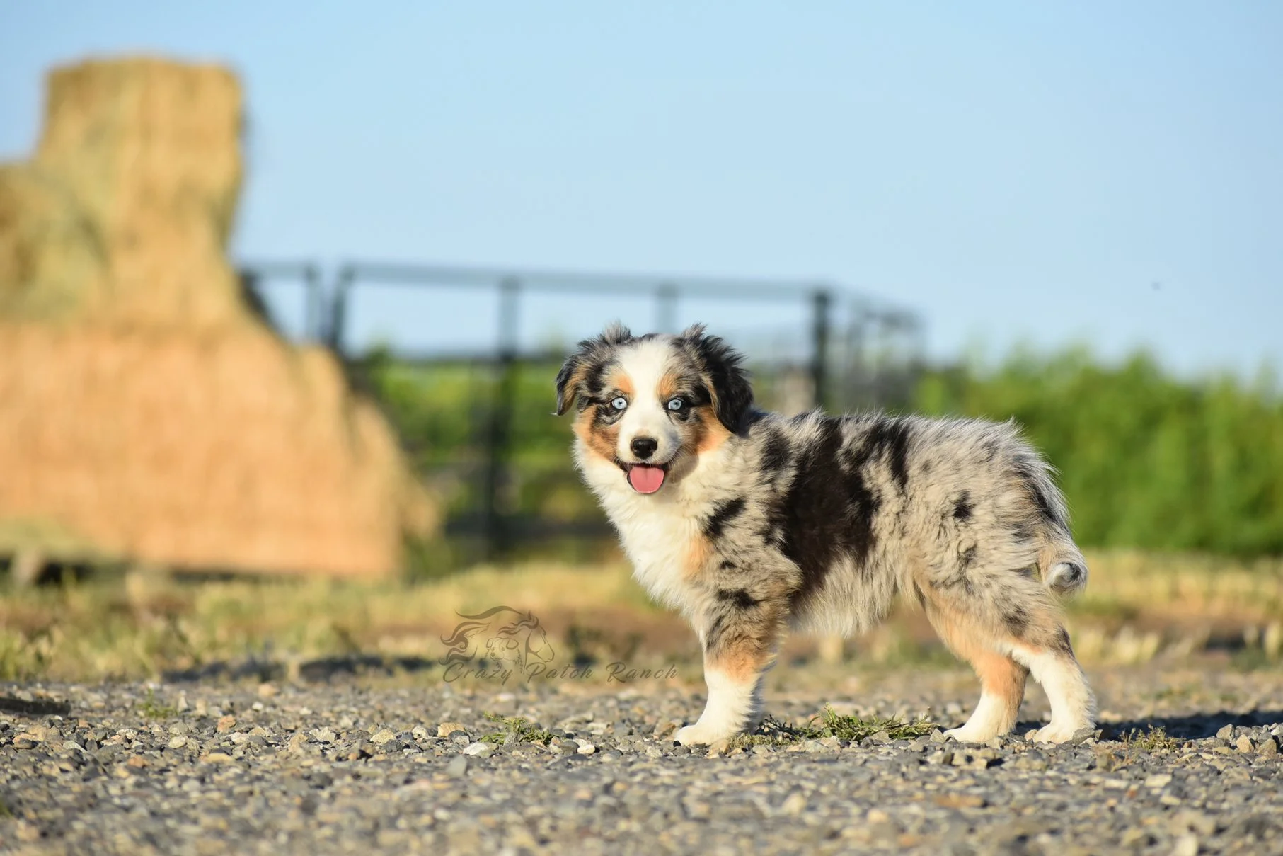 DSC_52361.jpg